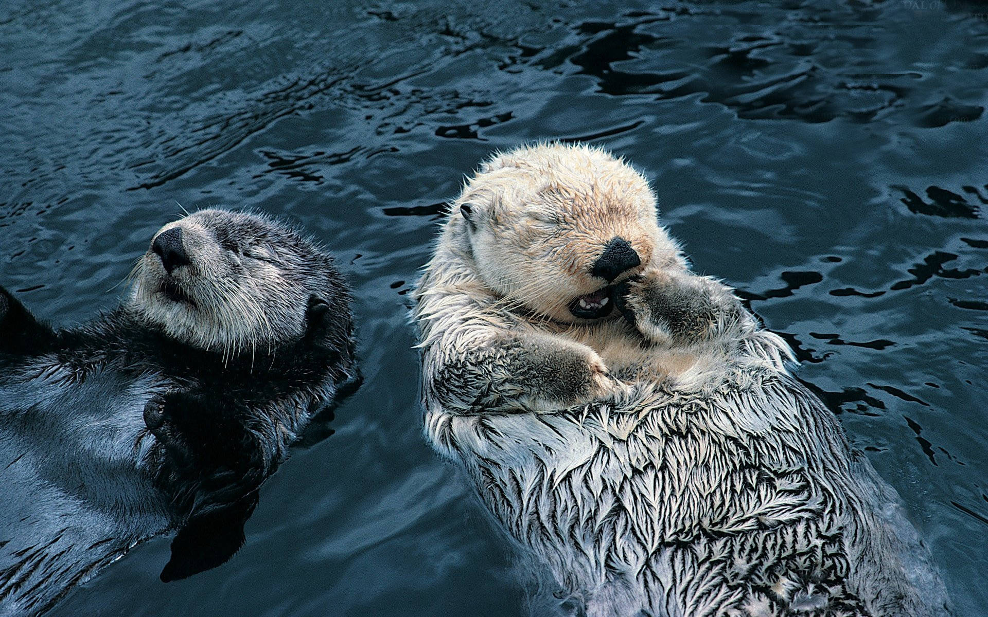 sea otters, deep blue water, grooming, Full HD Desktop Wallpaper