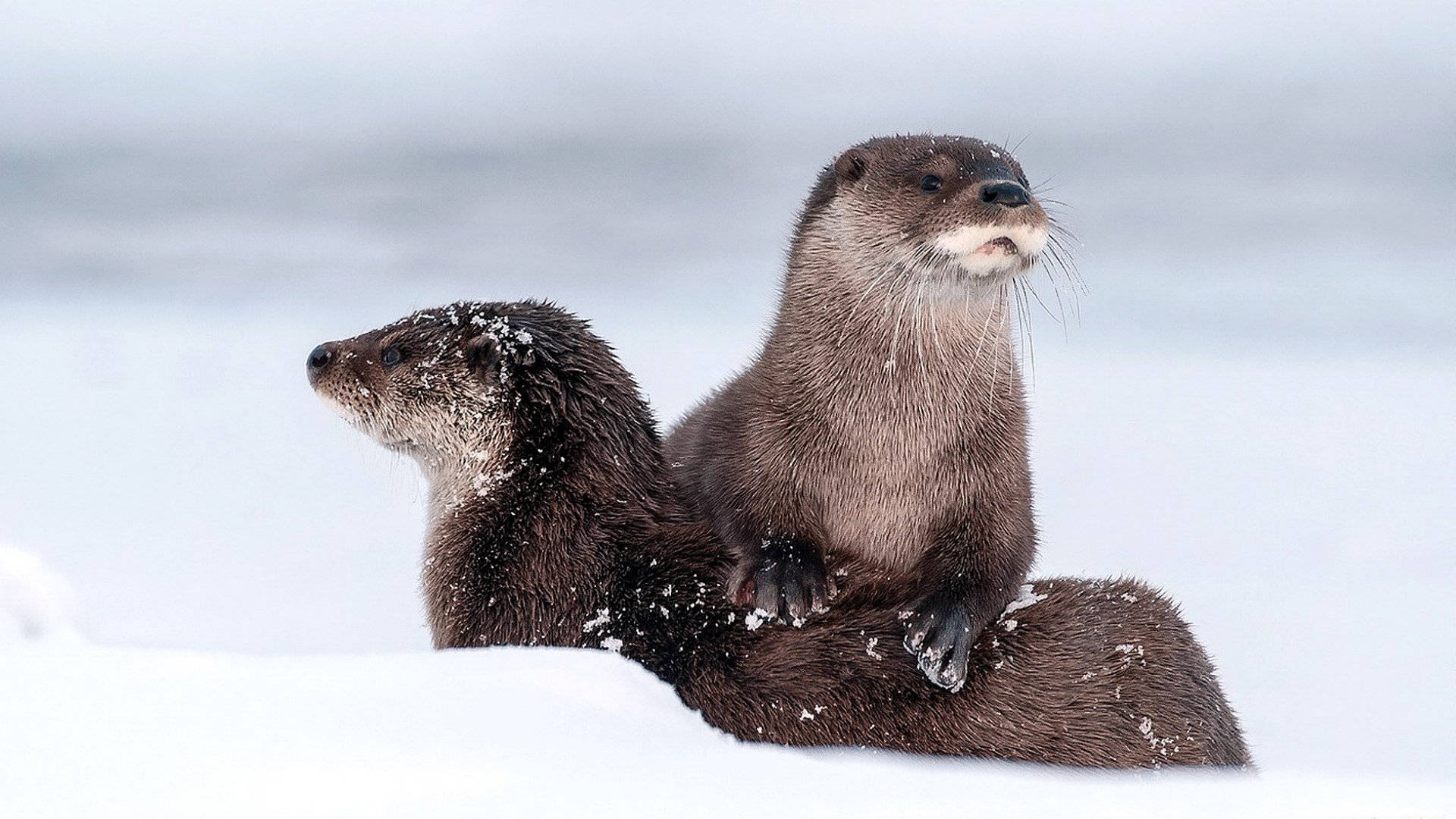 otter, snow-dusted fur, snowy bank, Full HD Desktop Wallpaper