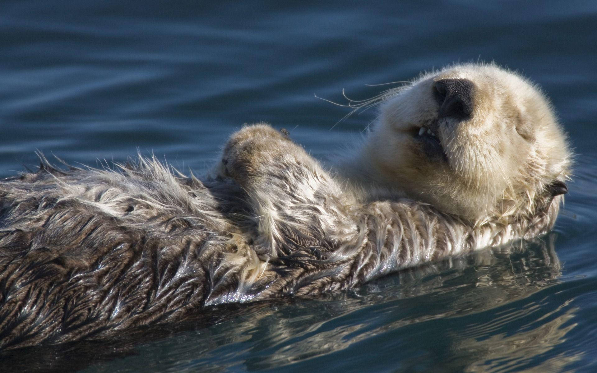 sea otter, calm blue water, on its back, Full HD Desktop Wallpaper