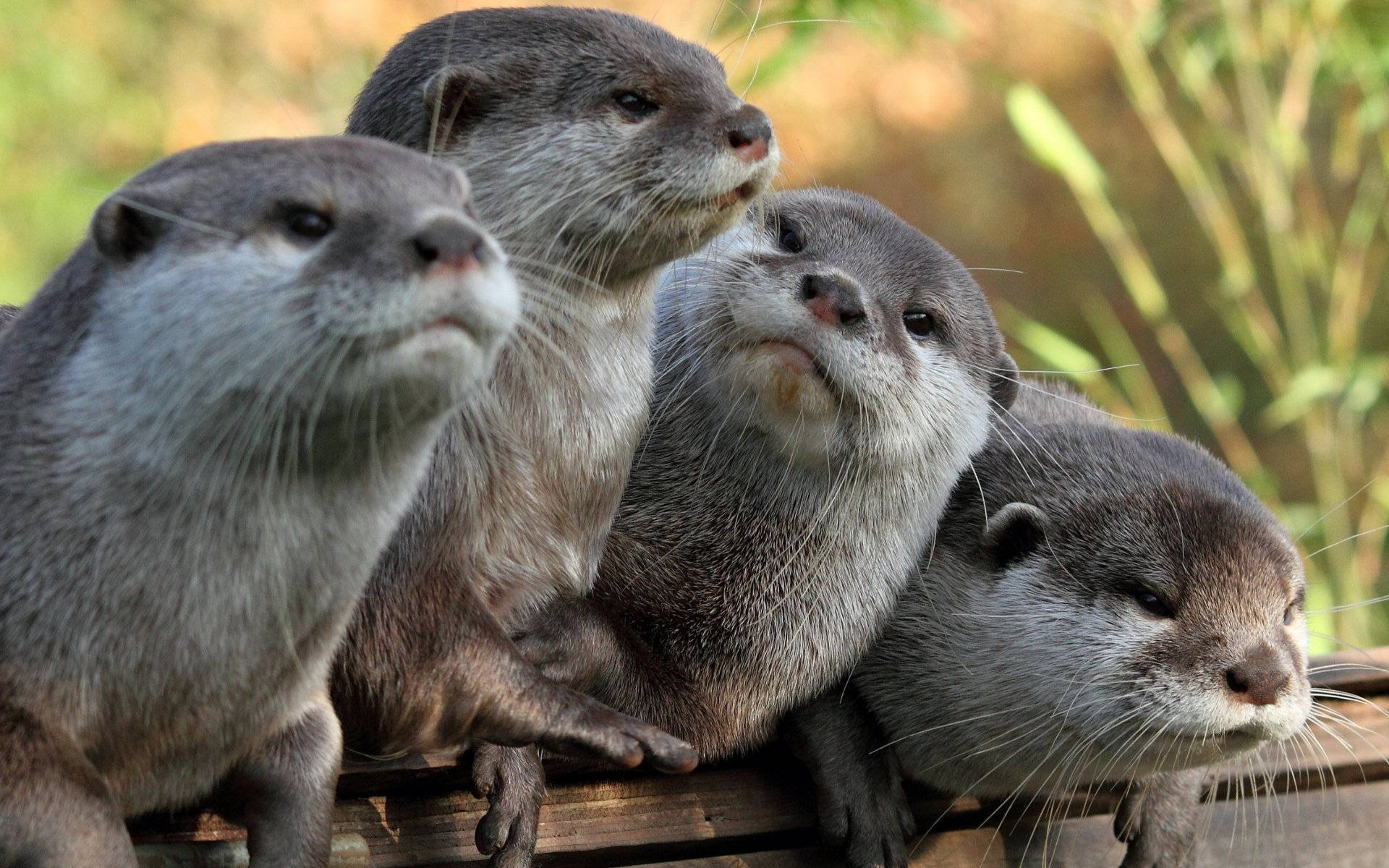 otter, wet fur, whiskers, Full HD Desktop Wallpaper