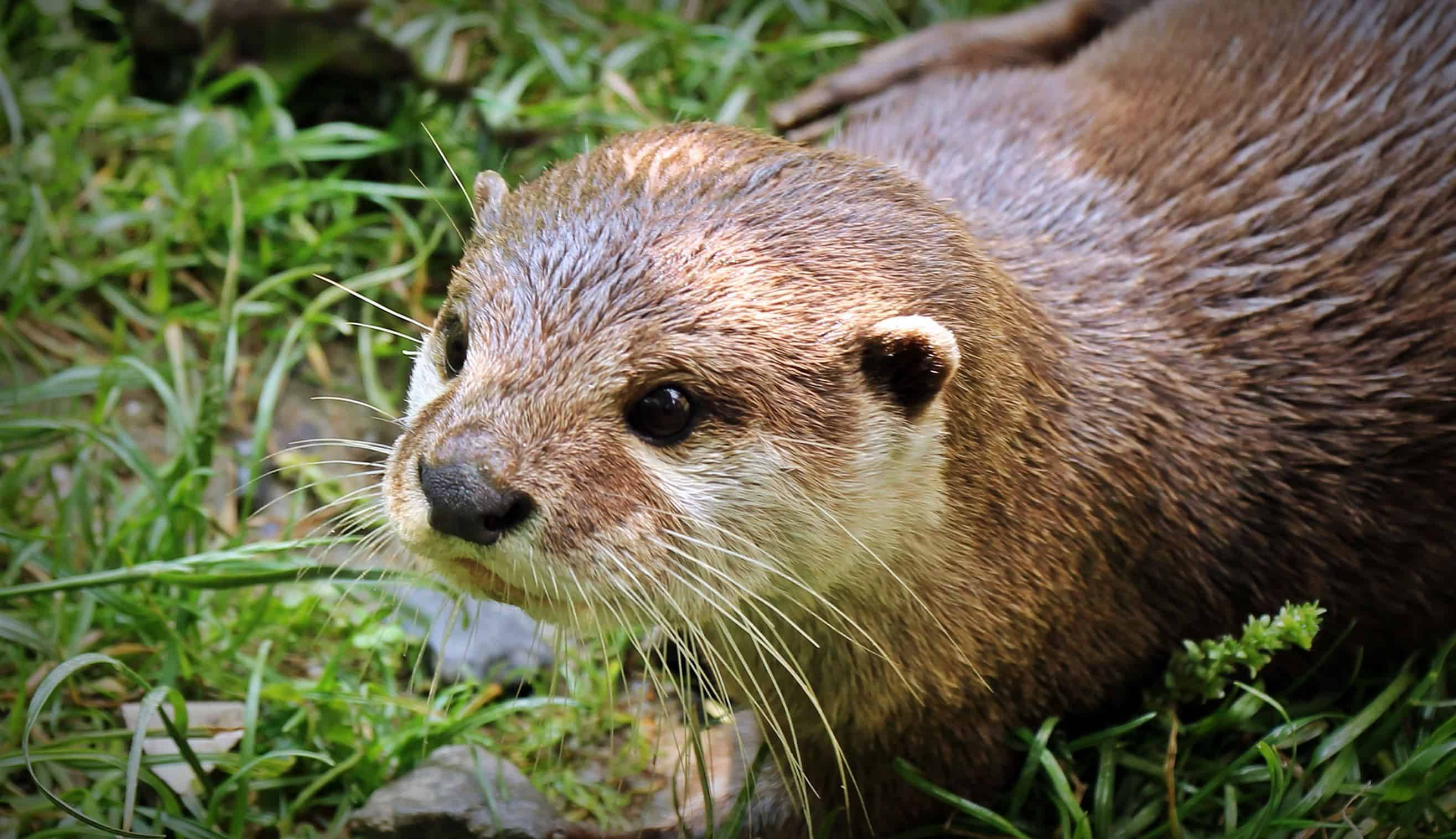 river otter, wet brown otter, long whiskers, 2K Desktop Wallpaper