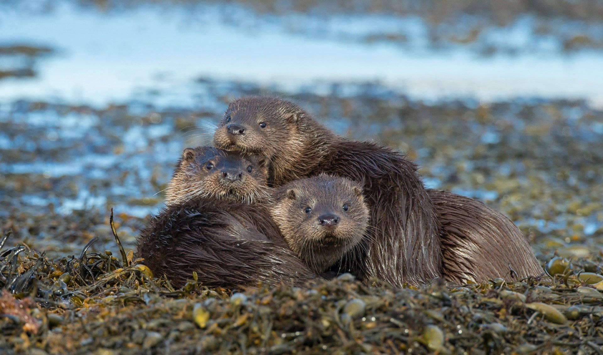 River Otter, seaweed, shallow water, Full HD Desktop Wallpaper
