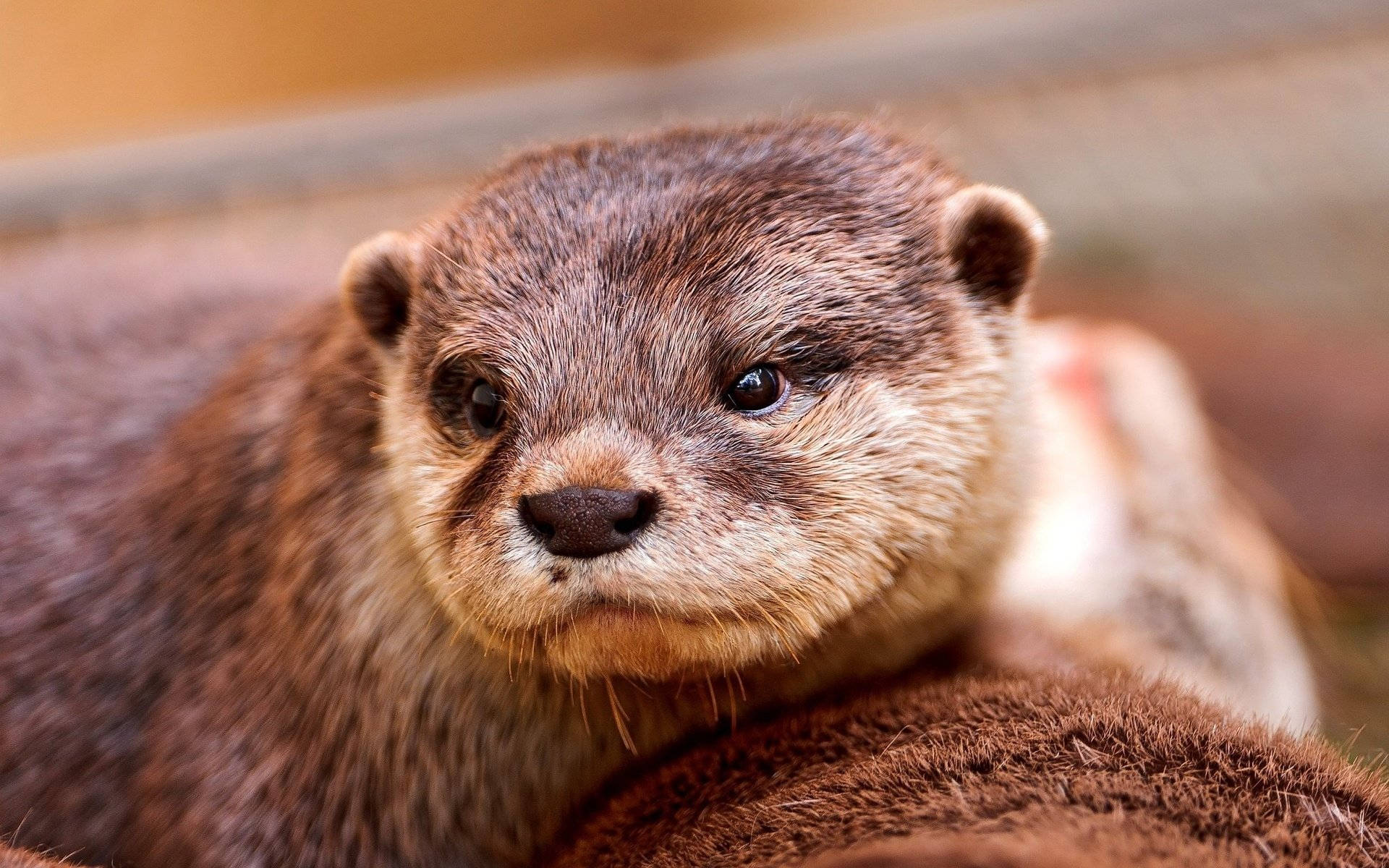 brown otter, dark eyes, furry surface, Full HD Desktop Wallpaper
