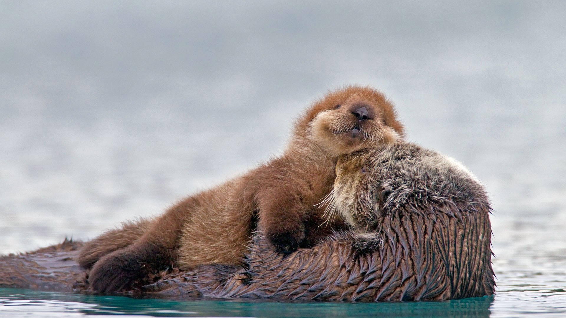 fluffy brown sea otter pup, mother's back, calm turquoise water, Full HD Desktop Wallpaper