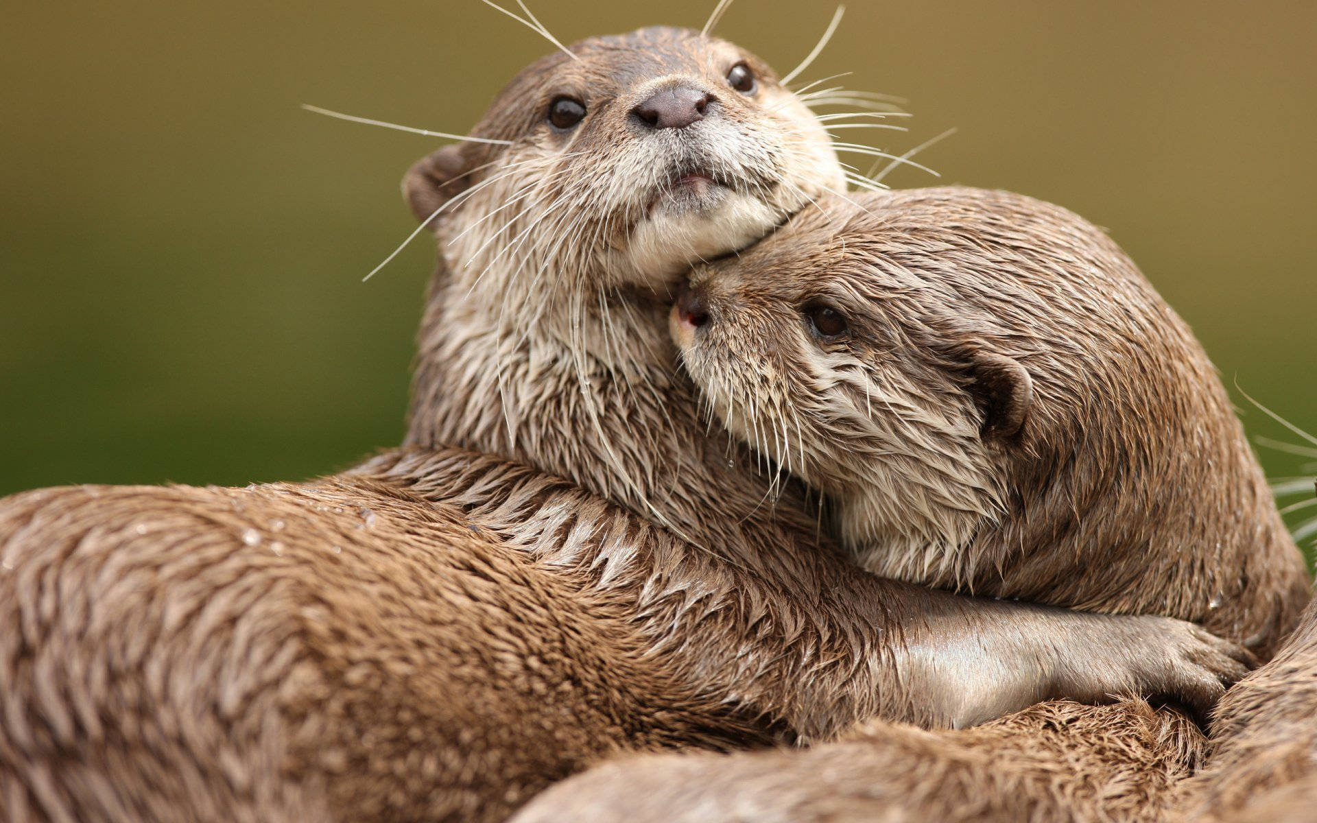 otter, cuddling, wet otters, Full HD Desktop Wallpaper