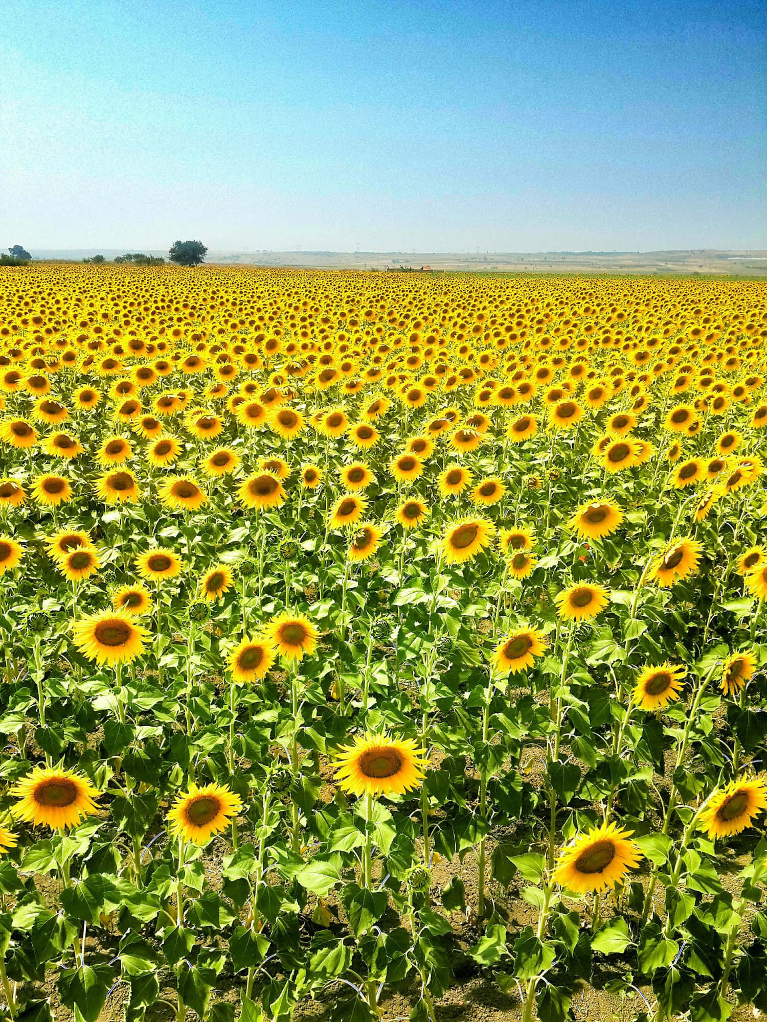 bright yellow sunflowers, clear blue sky, sunny summer daylight, Full HD Phone Wallpaper