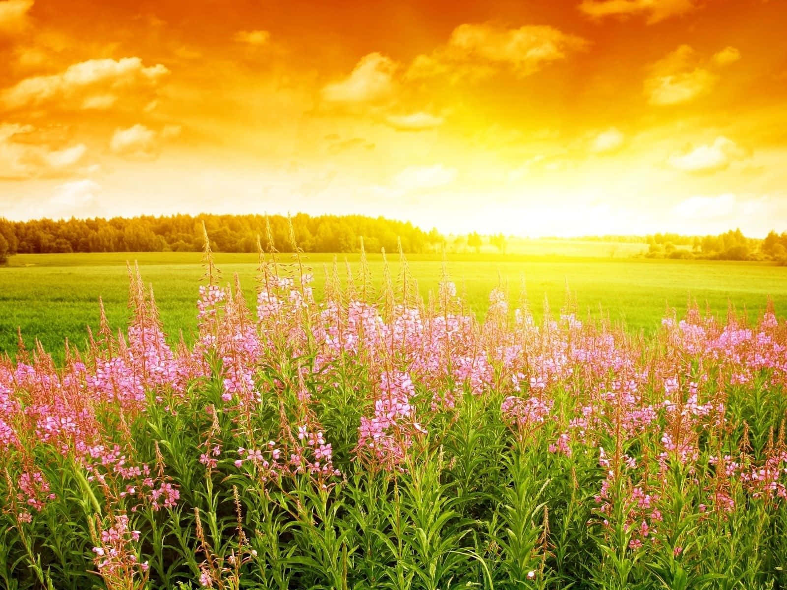 fireweed, pink fireweed, golden sunset sky, HD Desktop Wallpaper