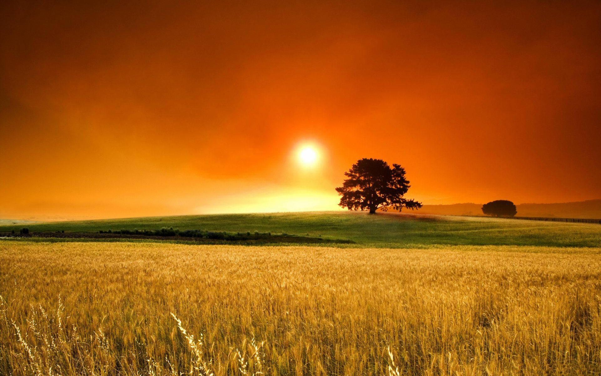 Outlook, serene wide wilderness, lone tree, Full HD Desktop Wallpaper