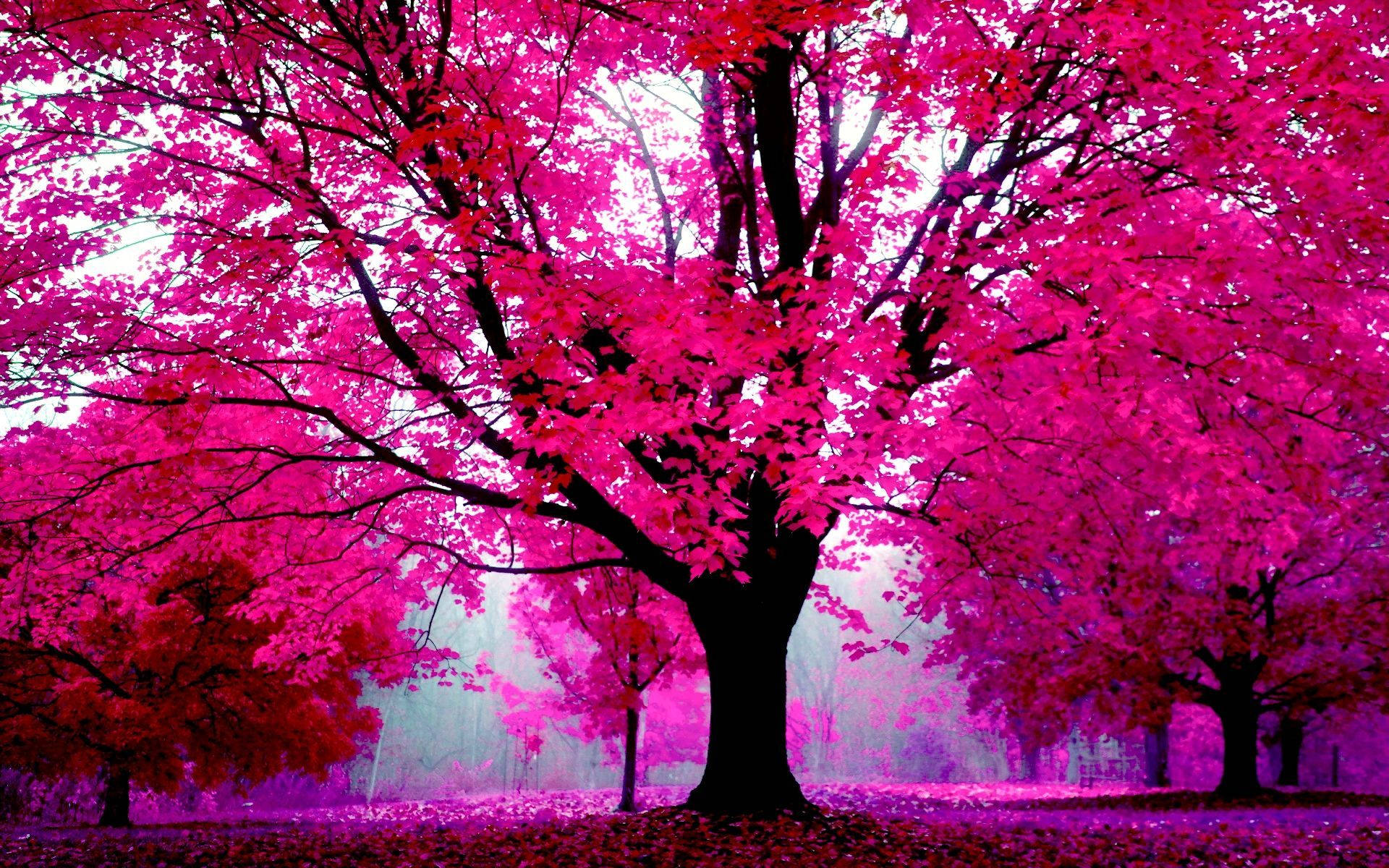 chic pink tree, vibrant pink leaves, misty forest, Full HD Desktop Wallpaper
