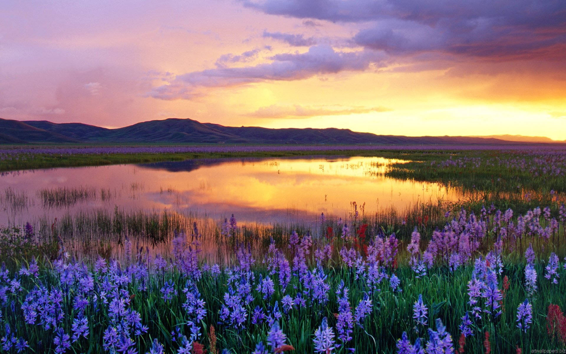 Outlook, magnificent sunset, purple flowers, Full HD Desktop Wallpaper
