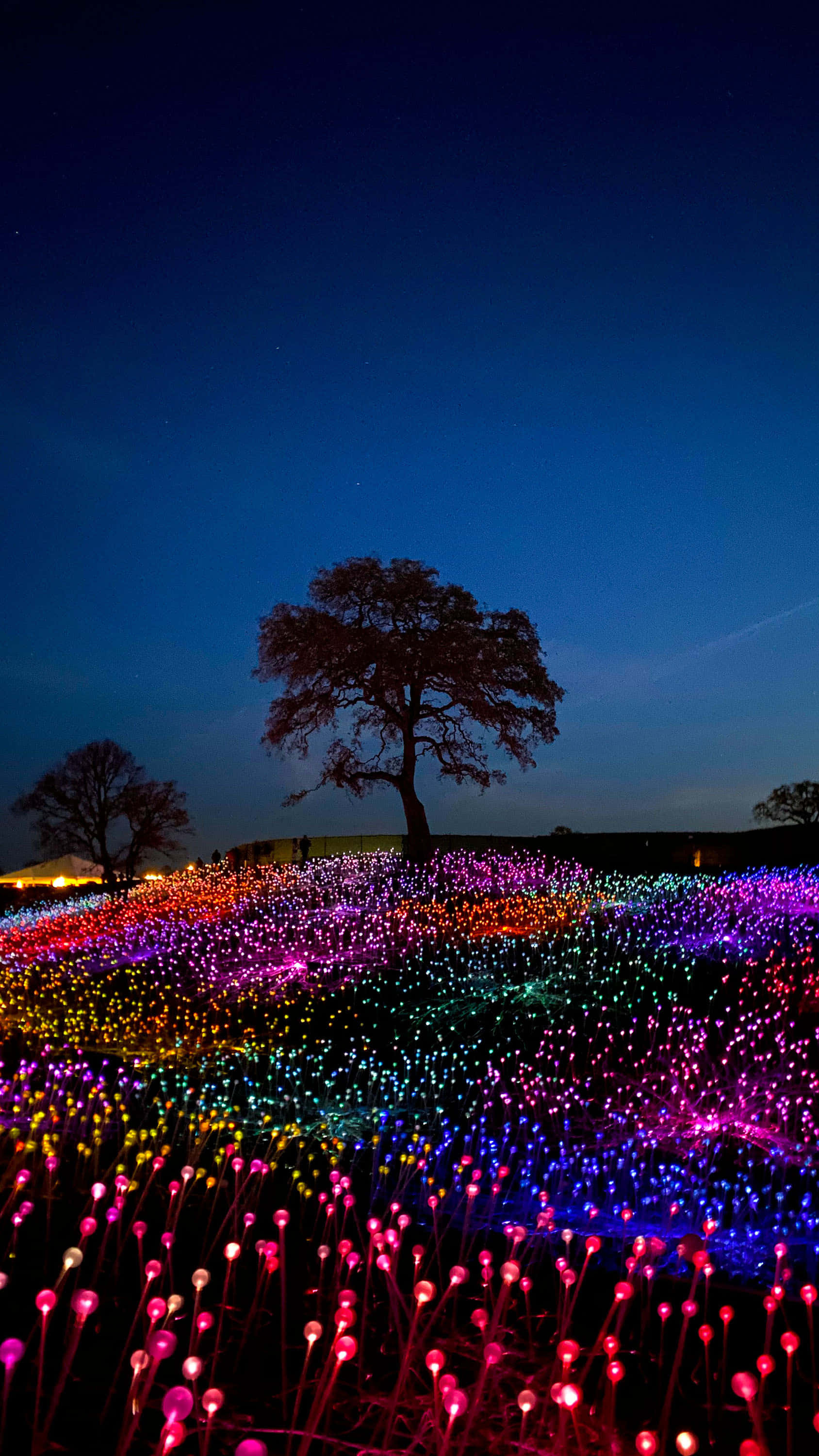 lone tree, starry twilight sky, field of glowing multicolored lights, 2K Phone Wallpaper