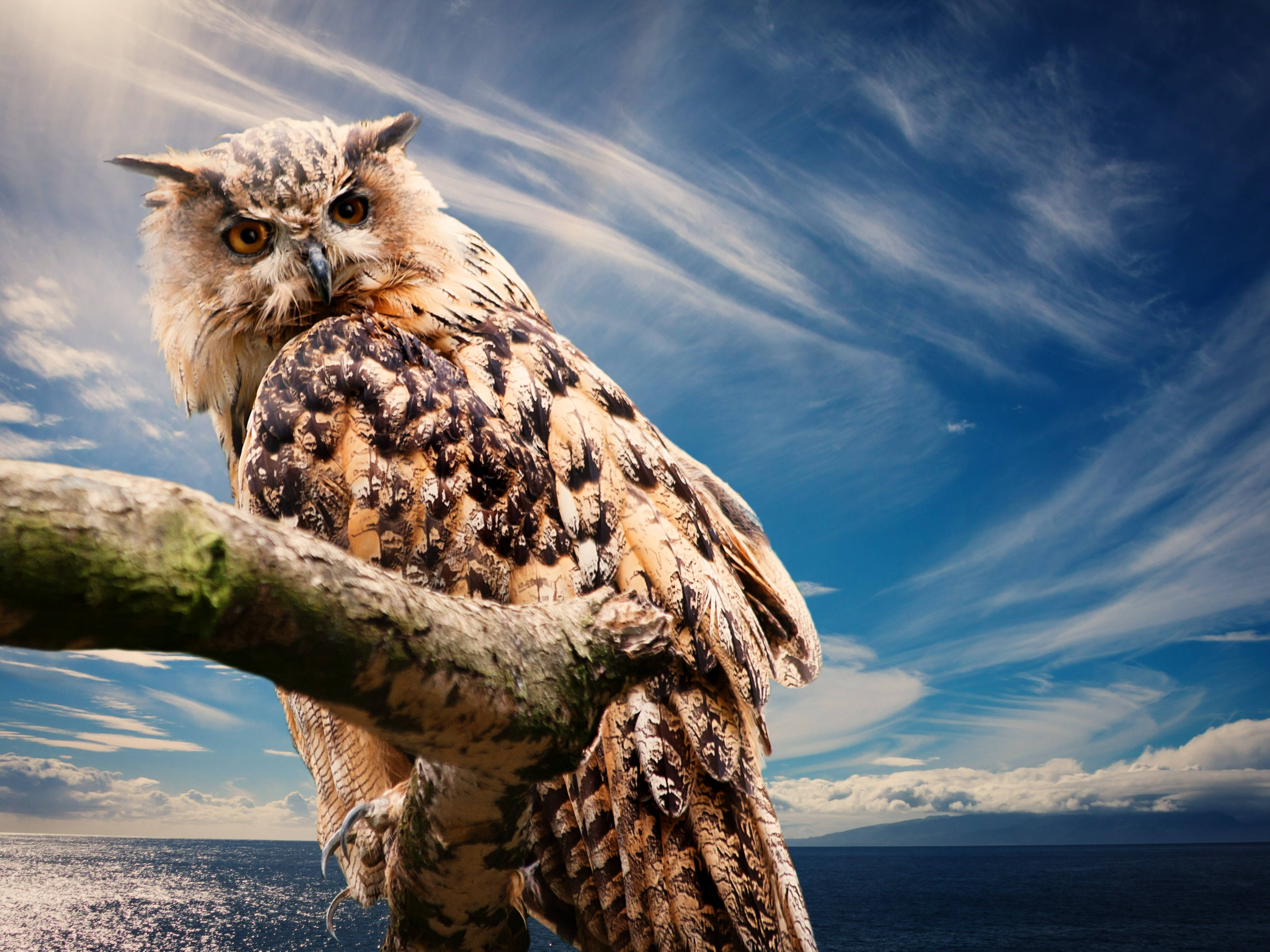brown owl, sunset, ocean, 4K Desktop Wallpaper