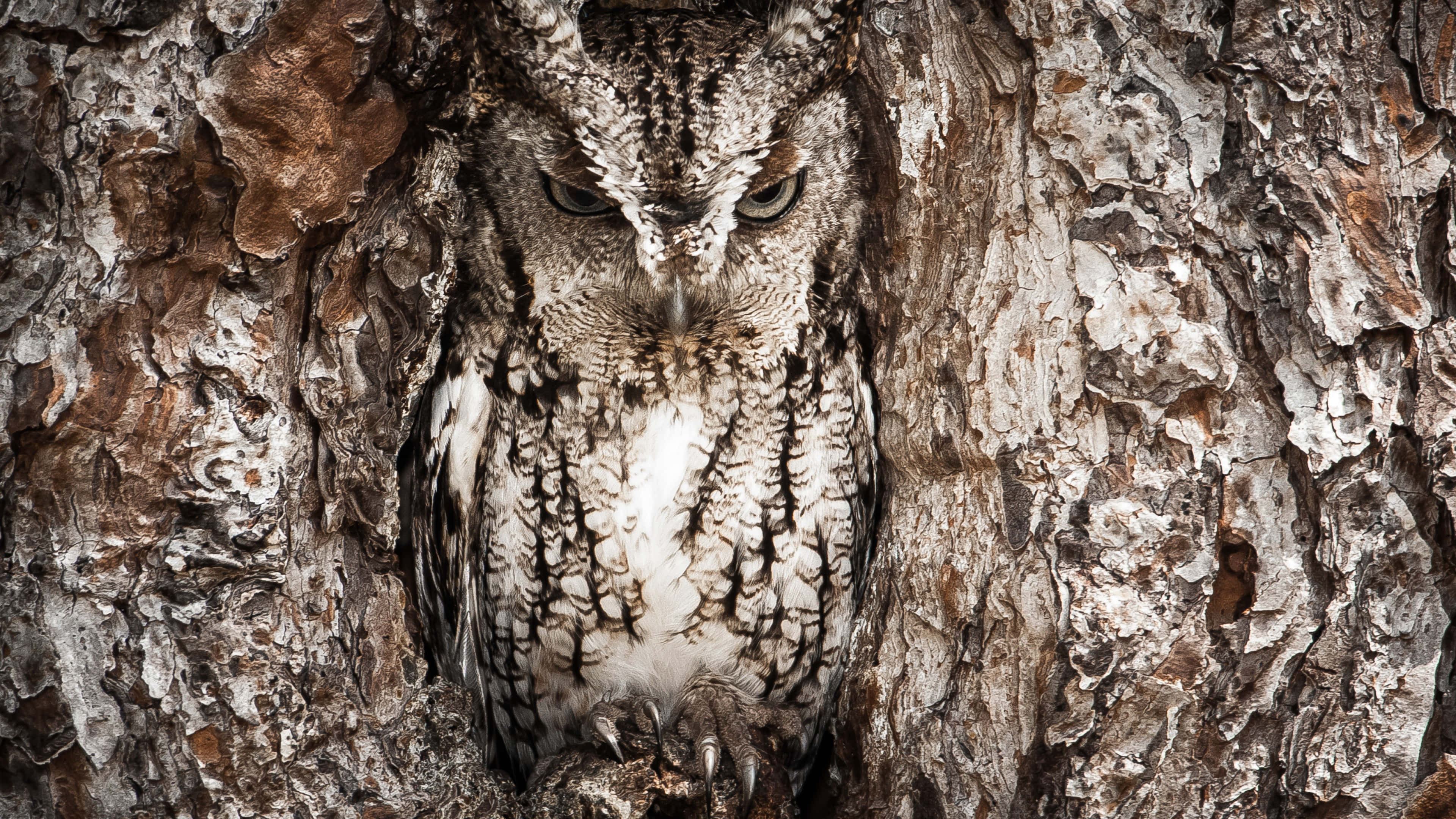screech owl, intricate feather patterns, rugged tree bark hollow, 4K Desktop Wallpaper