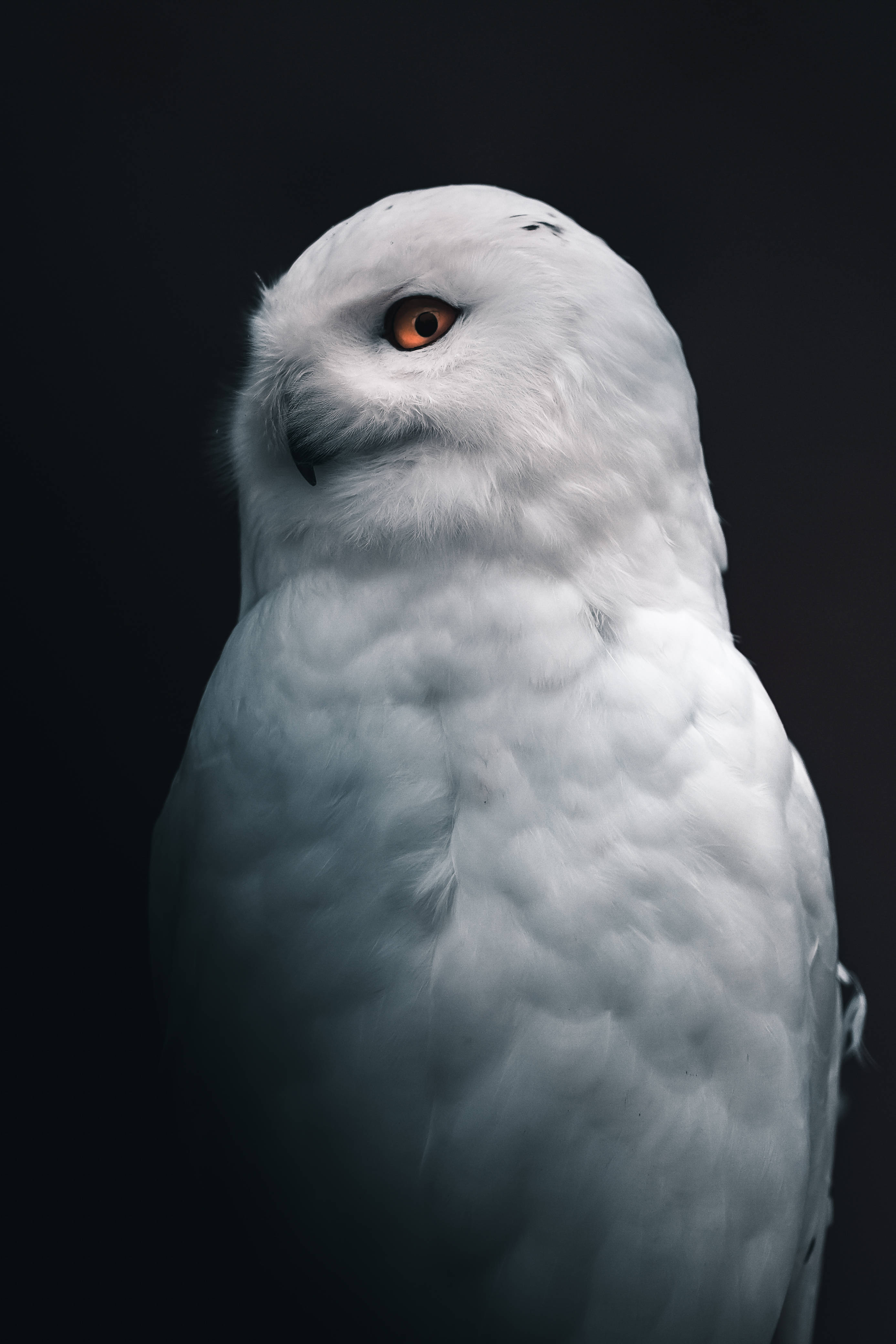 snowy owl, piercing orange eyes, stark black background, 4K Phone Wallpaper