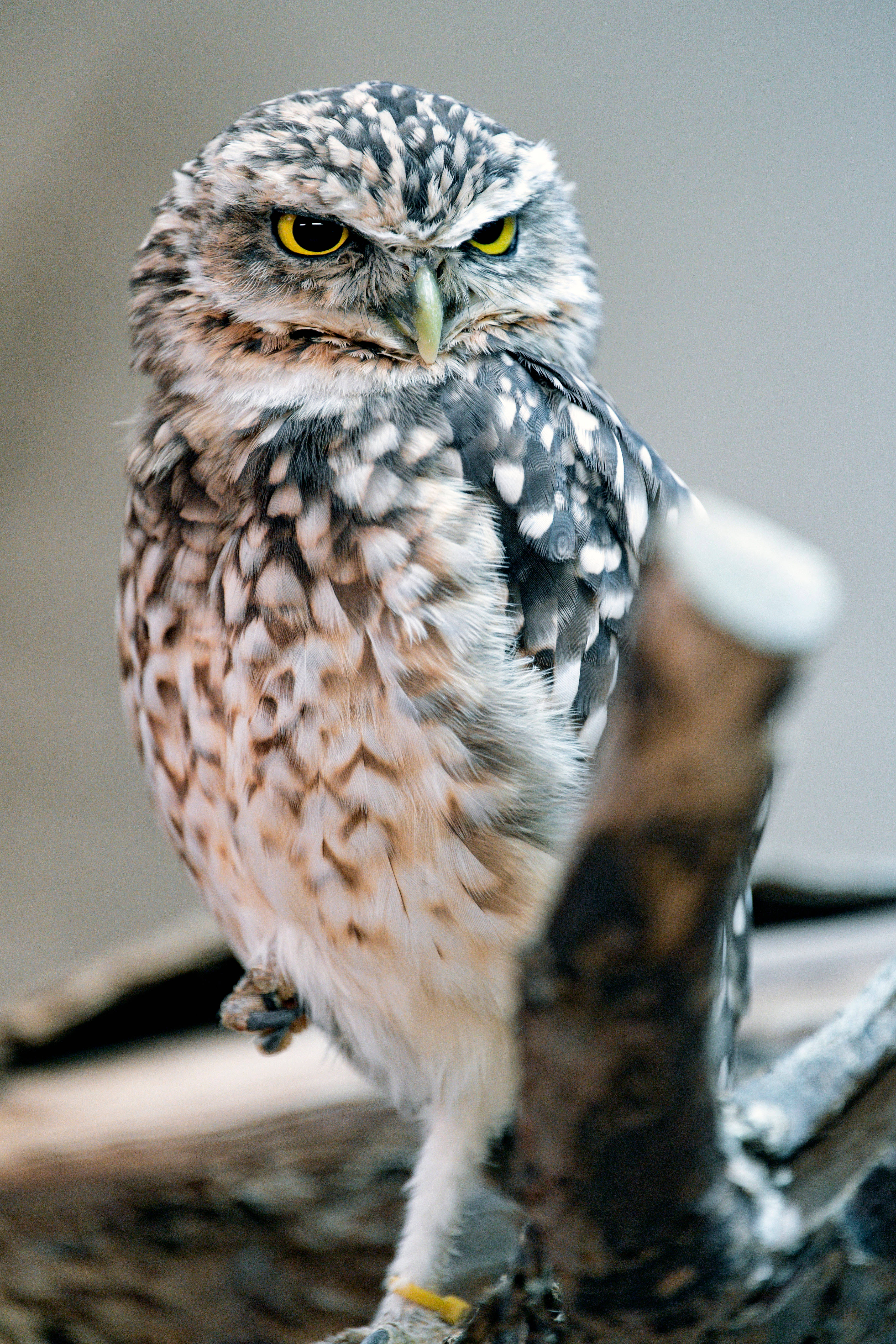 burrowing owl, intense yellow eyes, mottled brown white feathers, 5K Phone Wallpaper