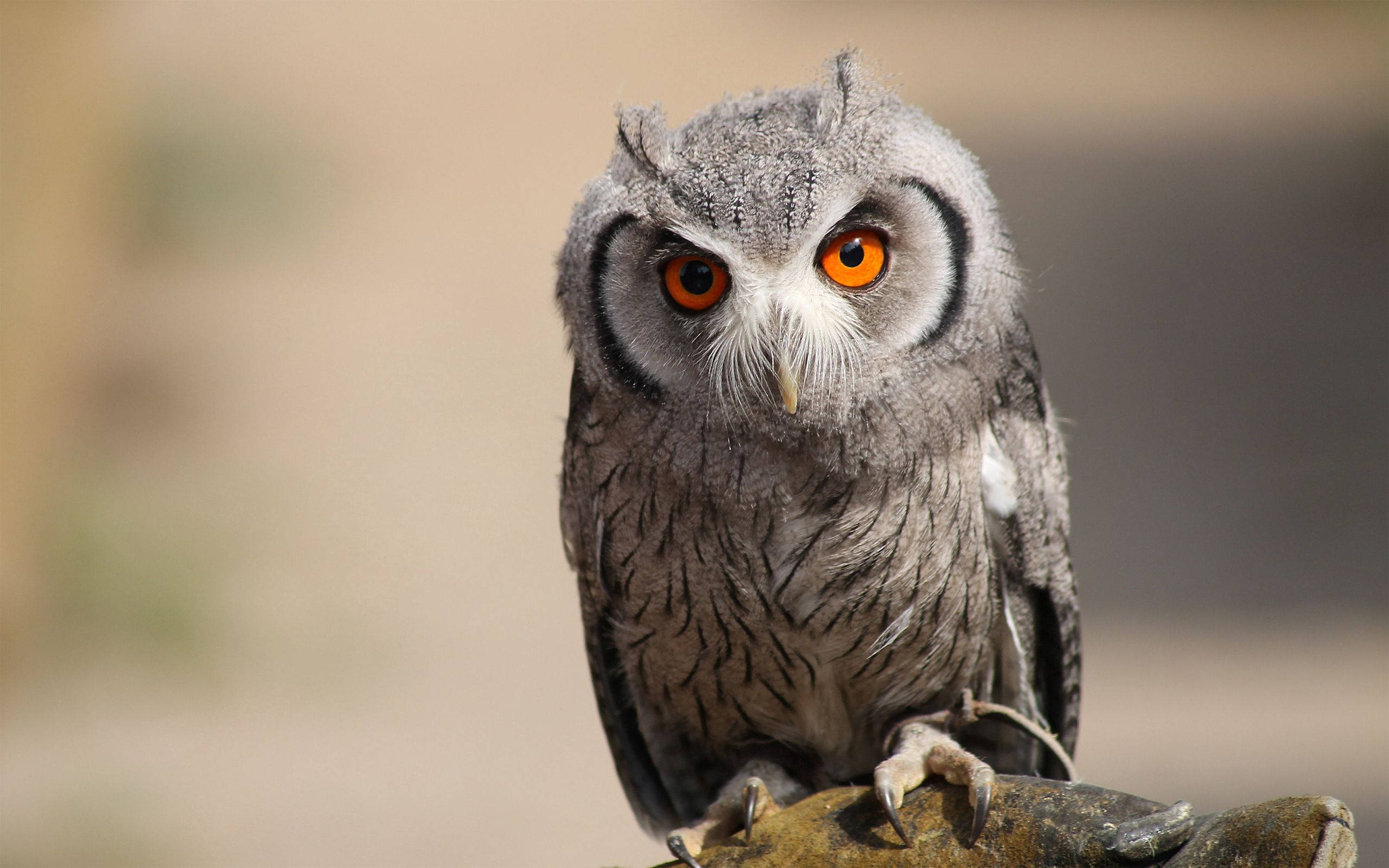 gray owl, orange eyes, perched, 2K Desktop Wallpaper