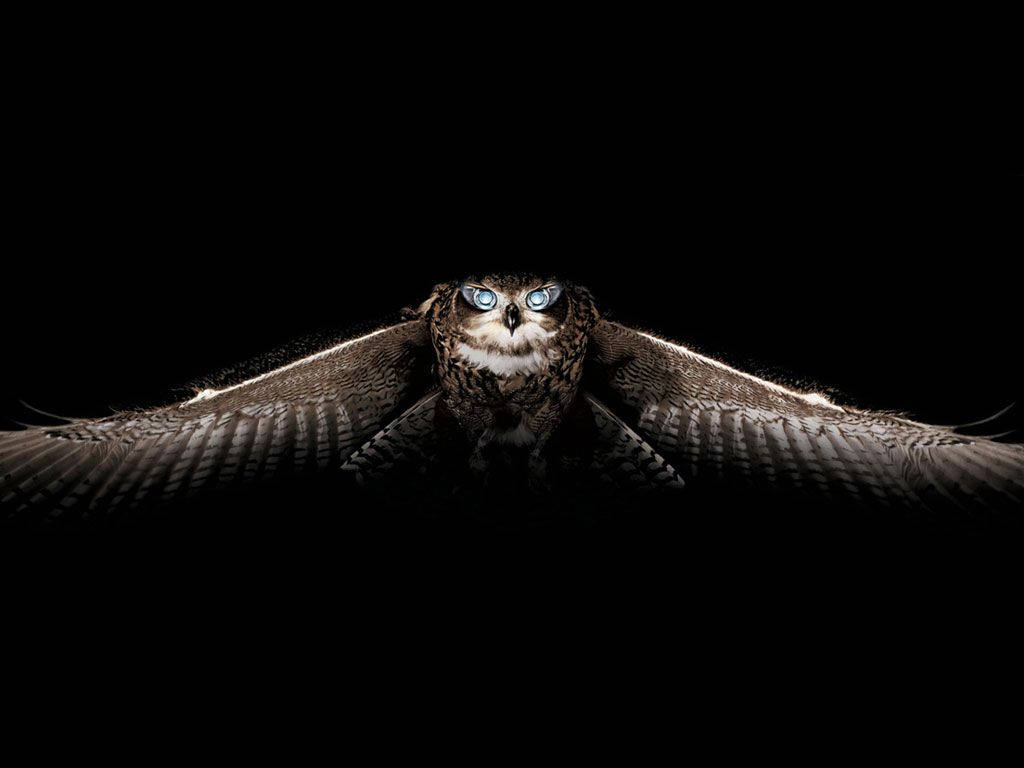 black owl, piercing blue eyes, pitch-black background, SD Desktop Wallpaper