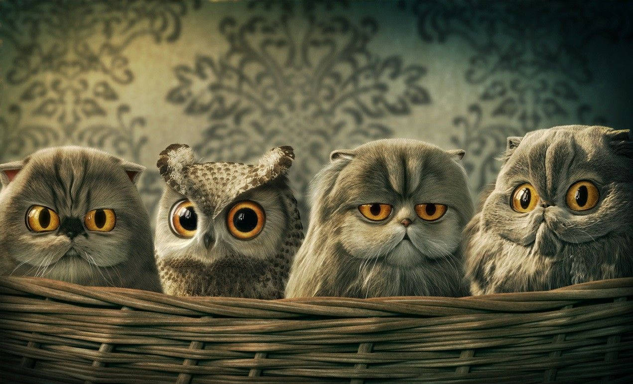 owl, cats, woven basket, SD Desktop Wallpaper