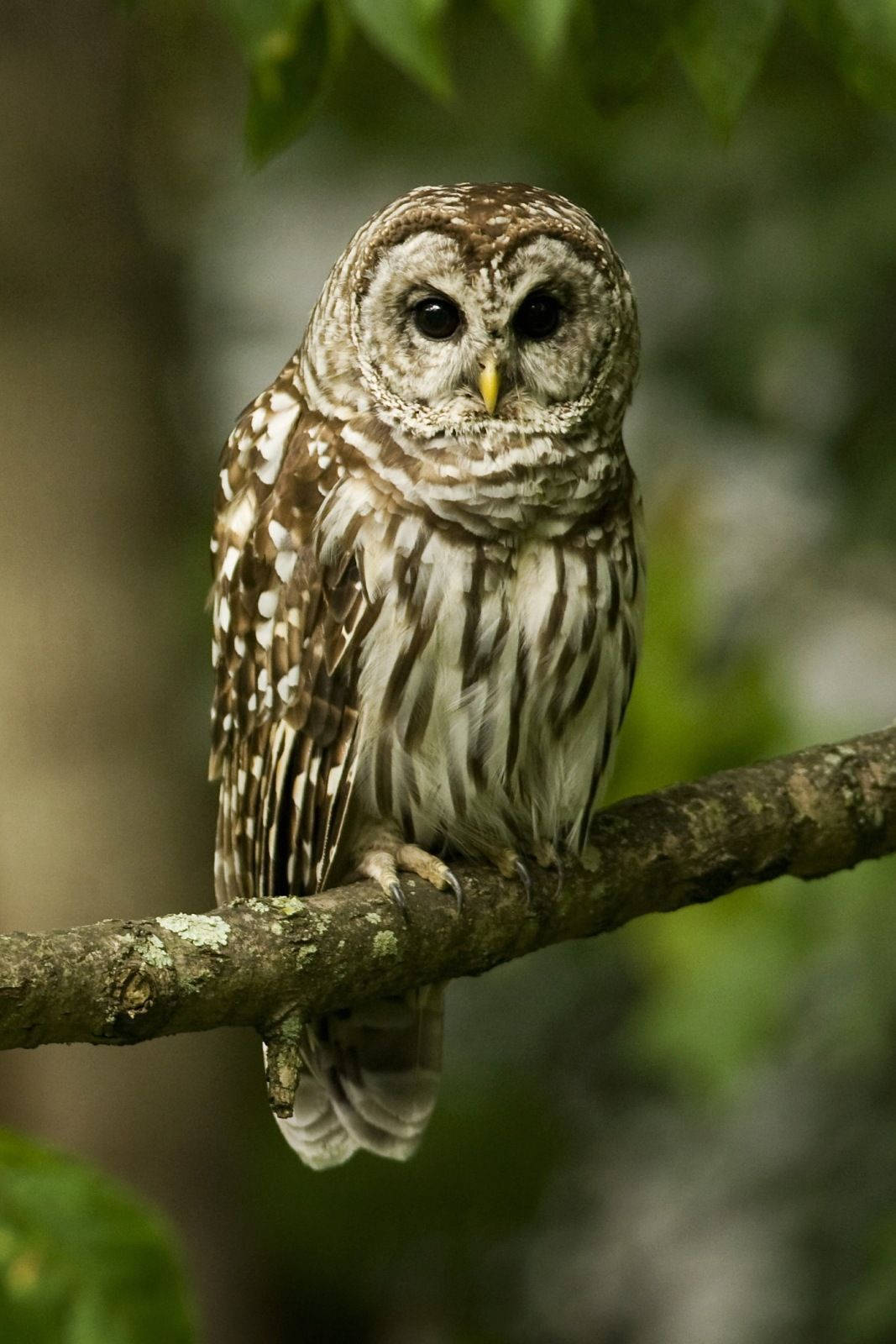 barred owl, mossy branch, soft green foliage, HD Phone Wallpaper