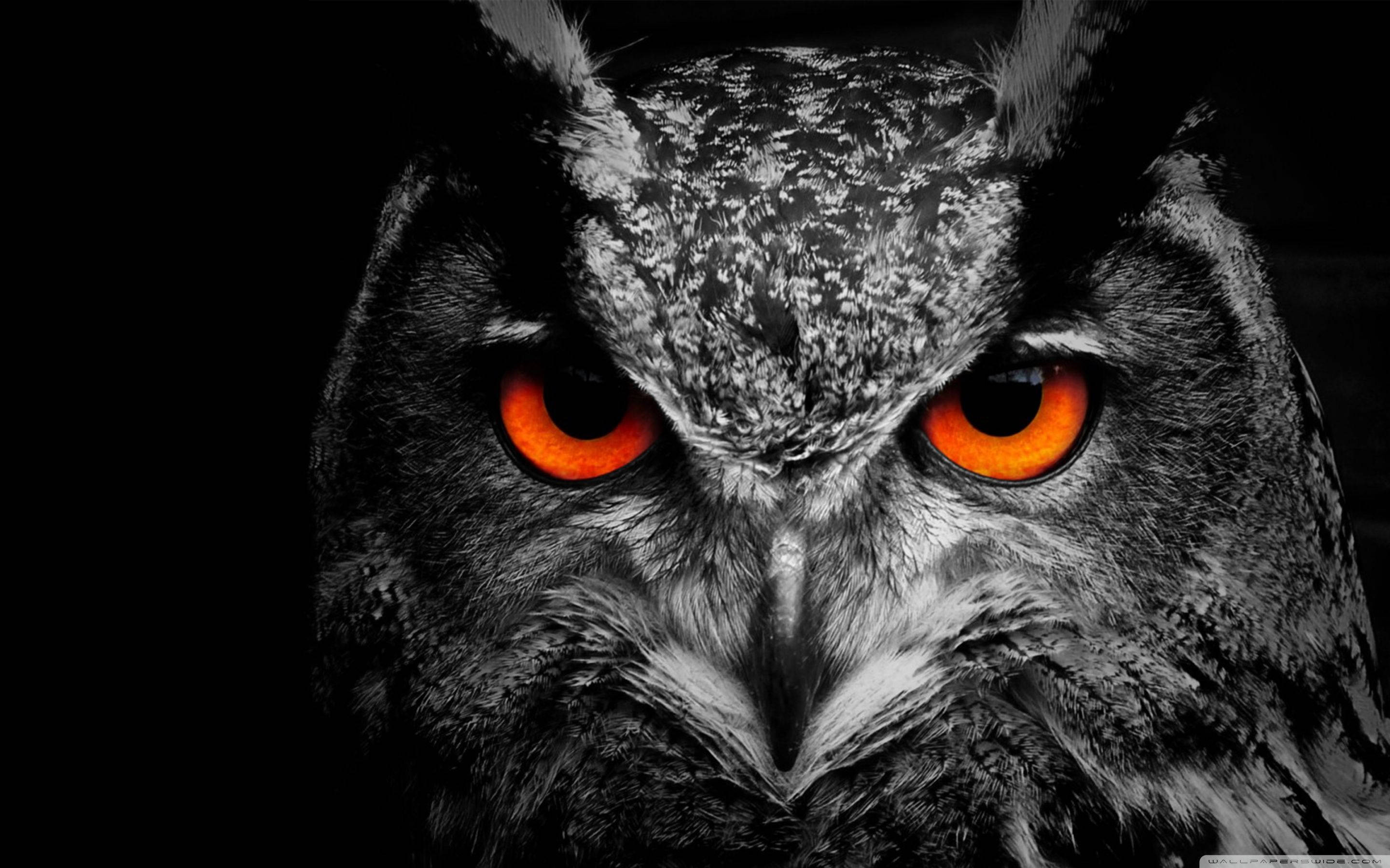 fierce black owl face, glowing orange eyes, stark black background, 2K Desktop Wallpaper