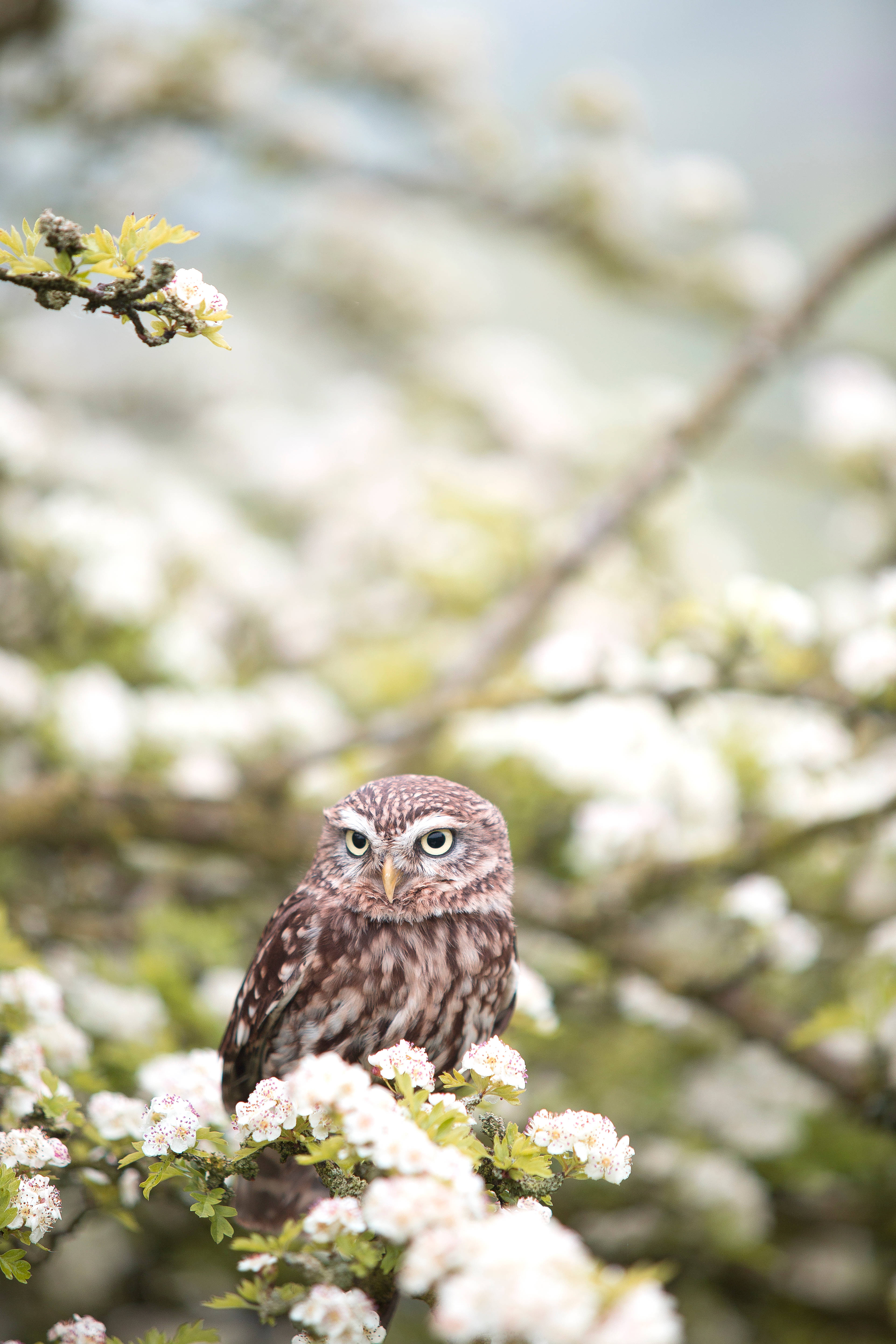 owl, branch, soft white blossoms, 5K Phone Wallpaper