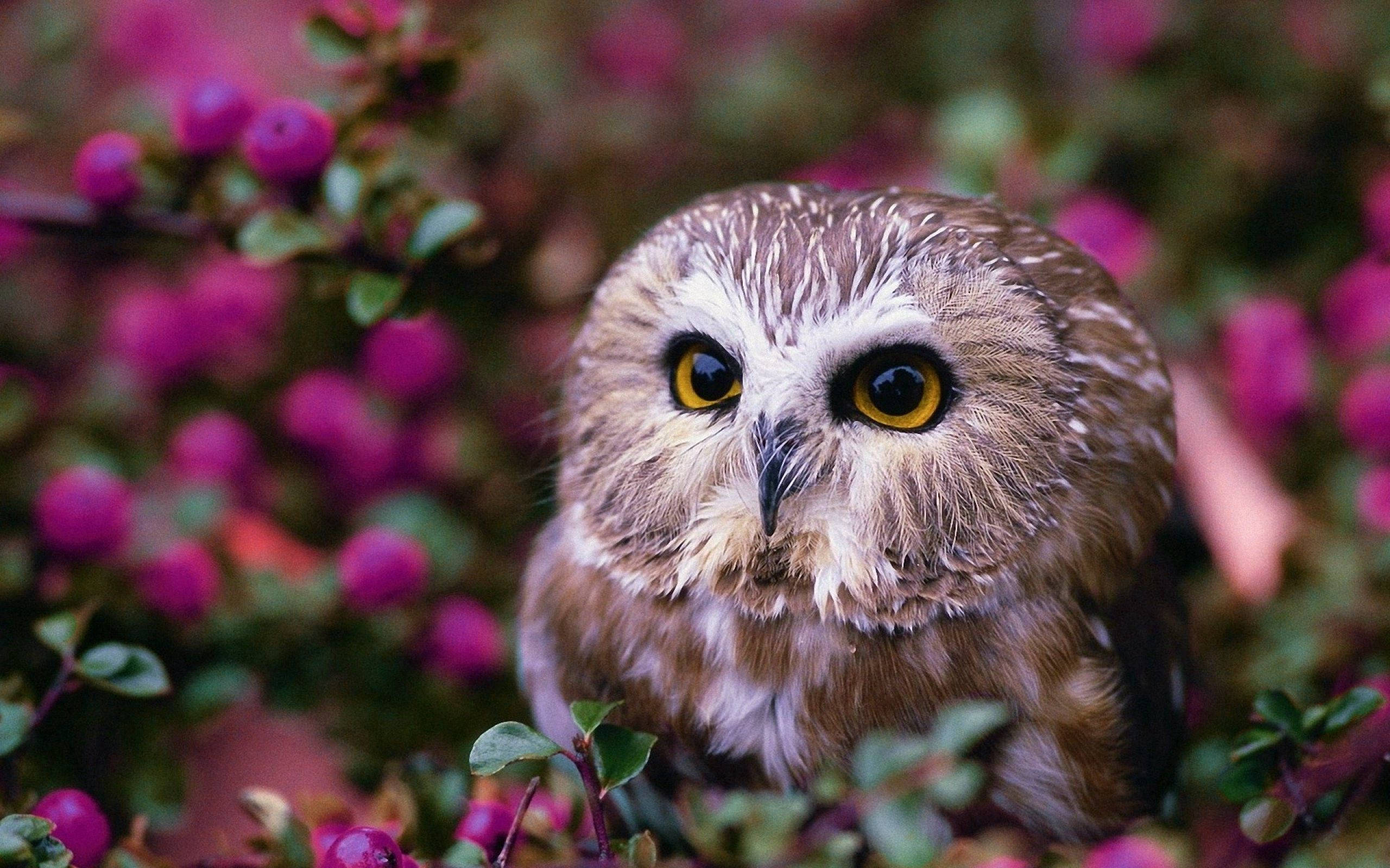 baby owl, purple flowers, brown owl, 2K Desktop Wallpaper