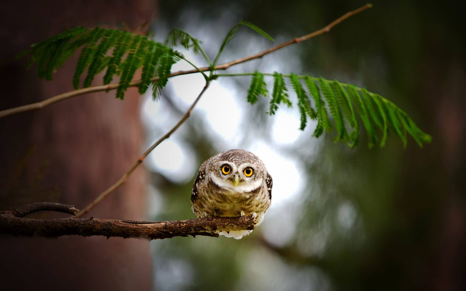 small owl, branch, fern frond, Full HD Desktop Wallpaper