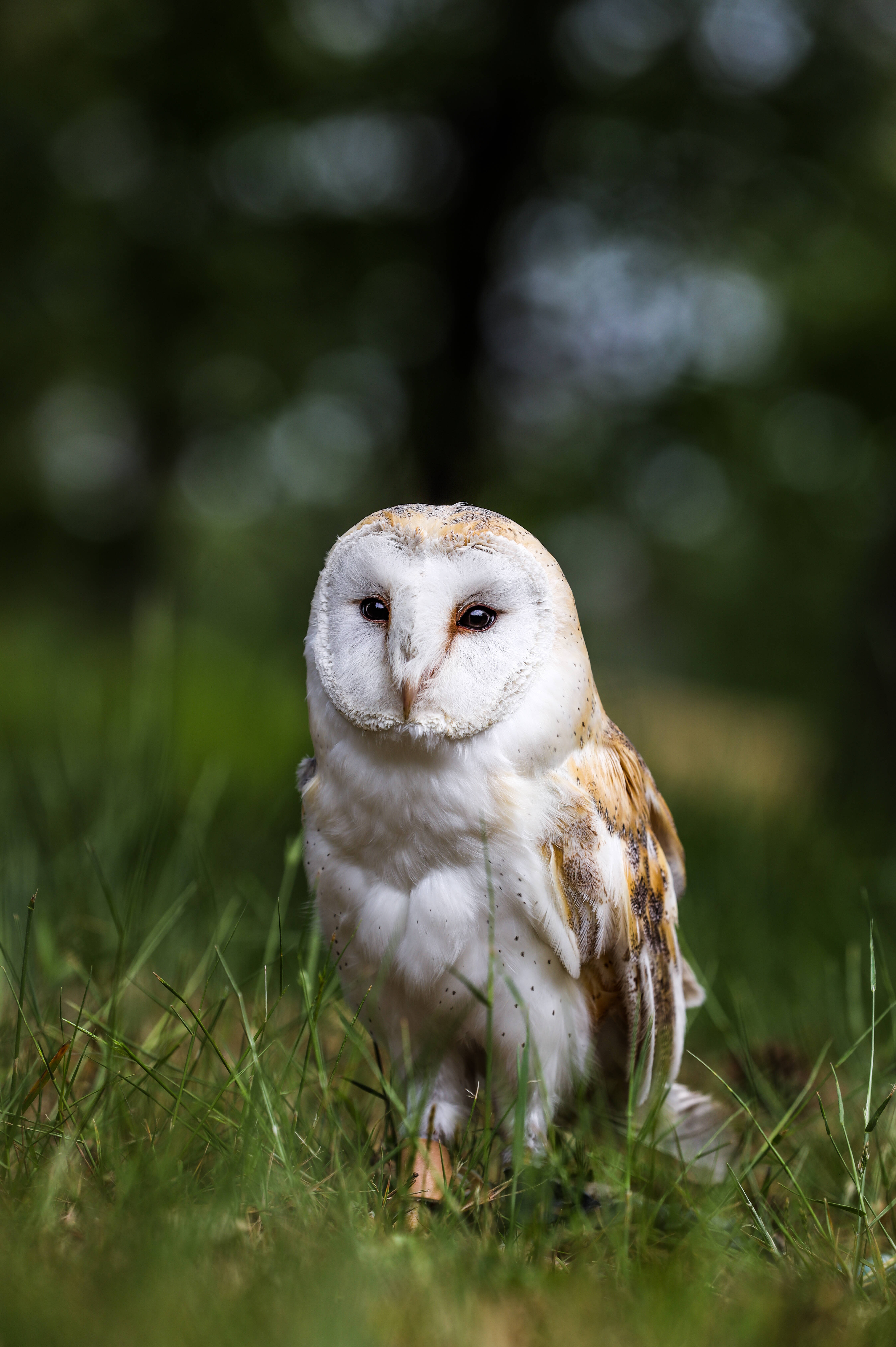 barn owl, white and brown feathers, vibrant green grass, 5K Phone Wallpaper
