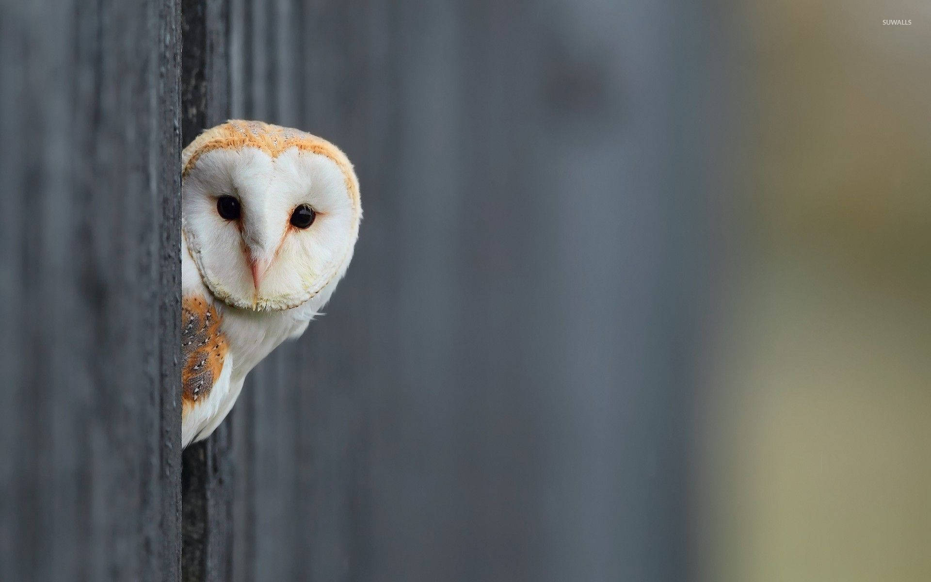 barn owl, wooden fence, weathered, Full HD Desktop Wallpaper