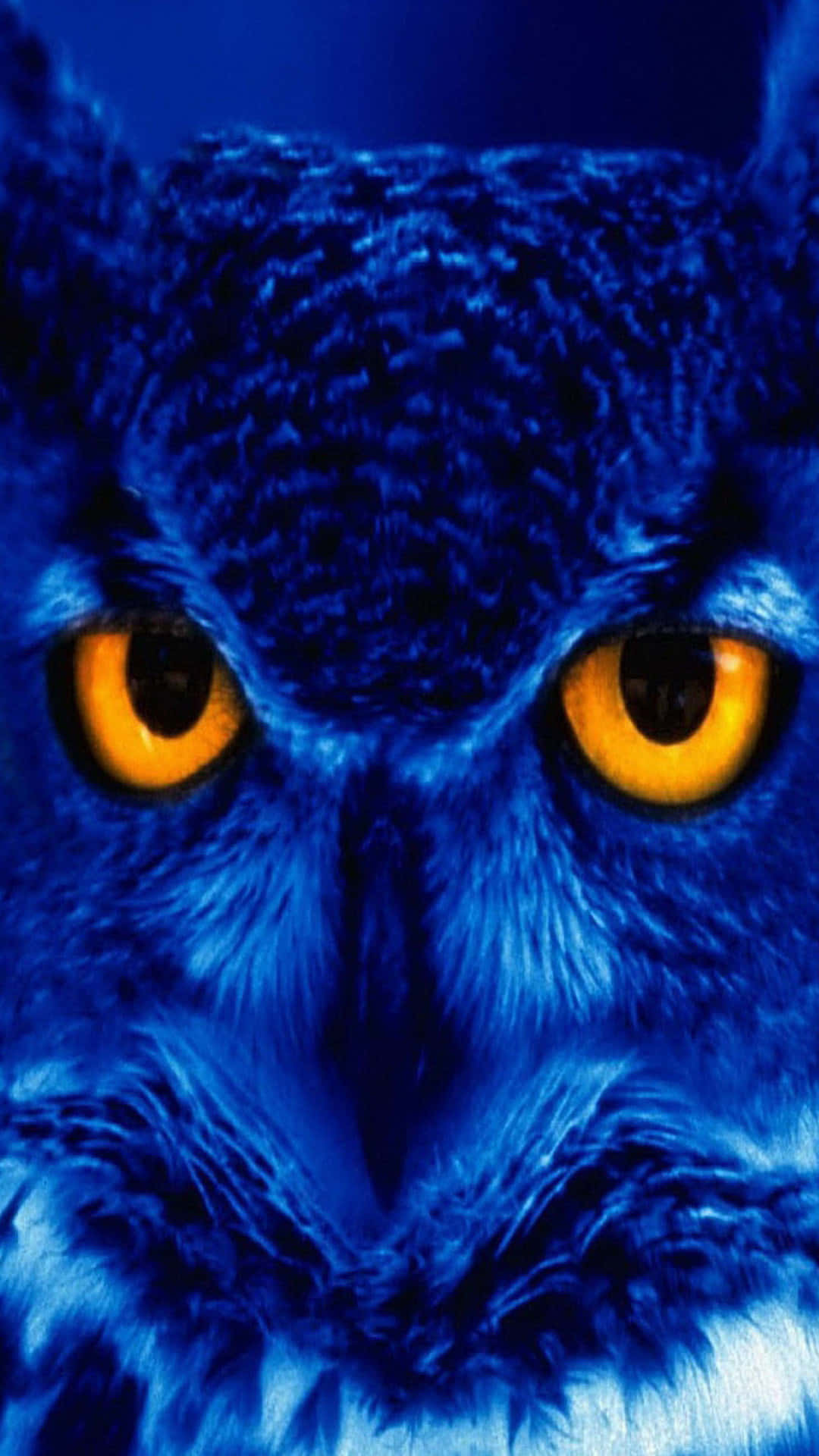 owl phone, blue owl, glowing orange eyes, Full HD Phone Wallpaper