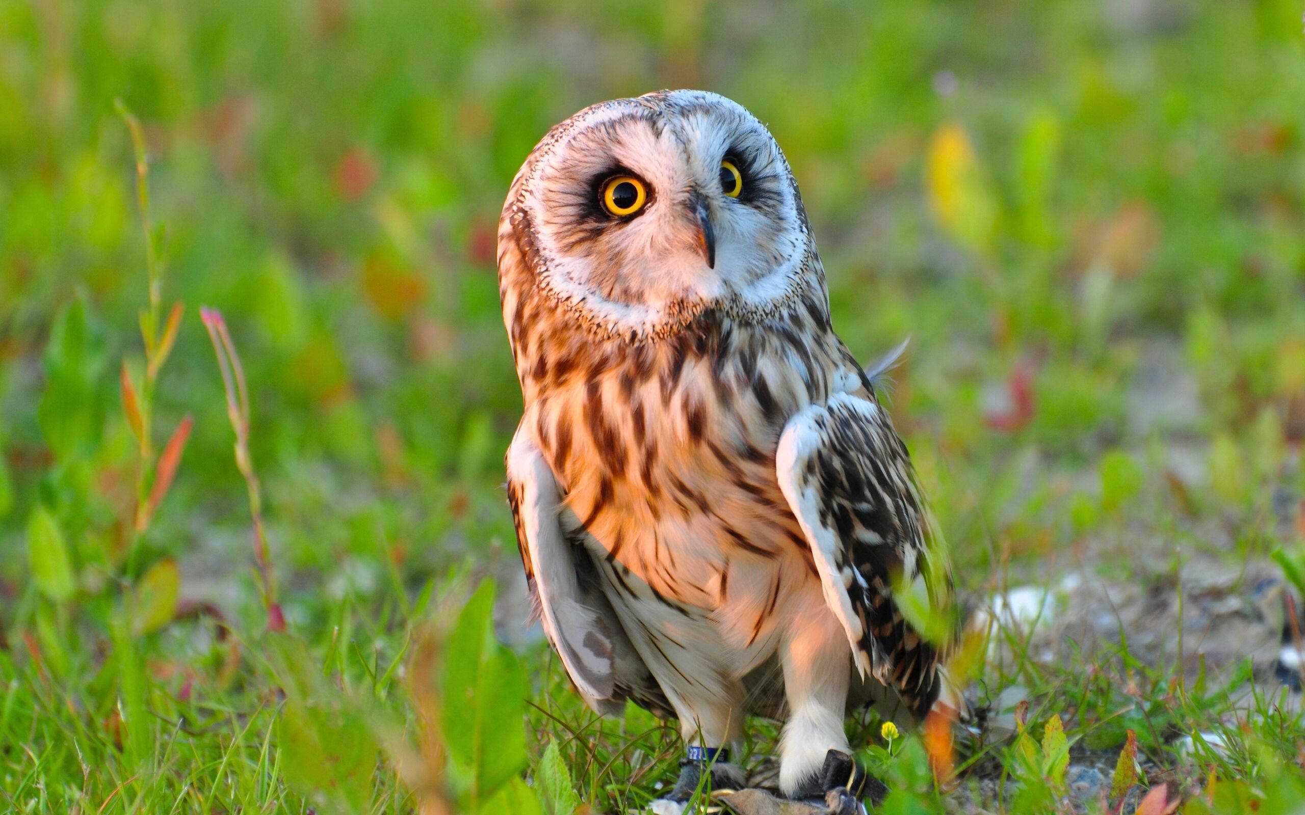 short-eared owl, yellow eyes, sunlit grassy field, 2K Desktop Wallpaper