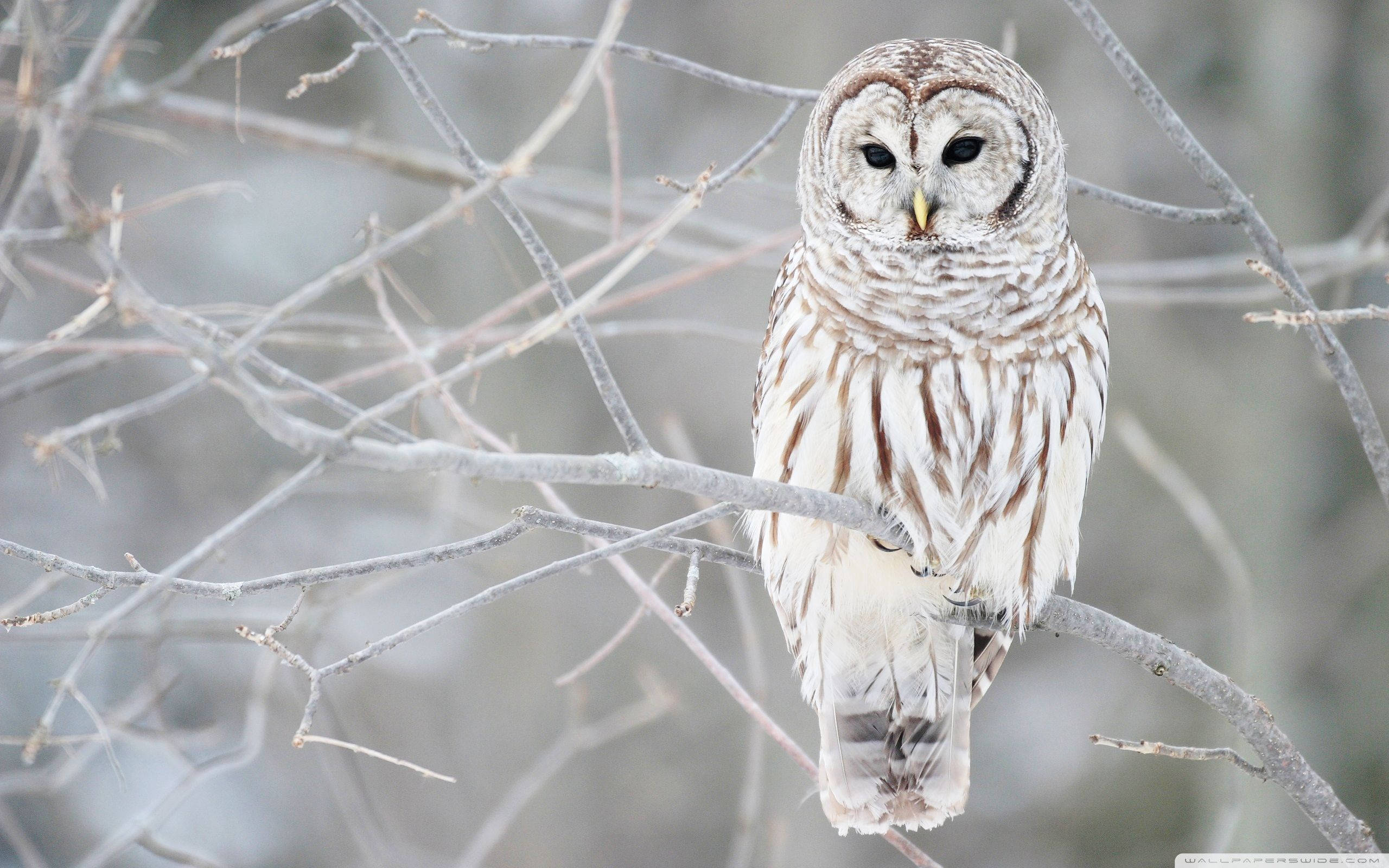 white barred owl, frosty branches, soft winter backdrop, 2K Desktop Wallpaper