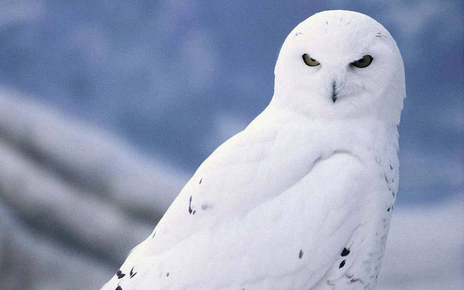 white snowy owl, piercing yellow eyes, soft blue snowy backdrop, Full HD Desktop Wallpaper