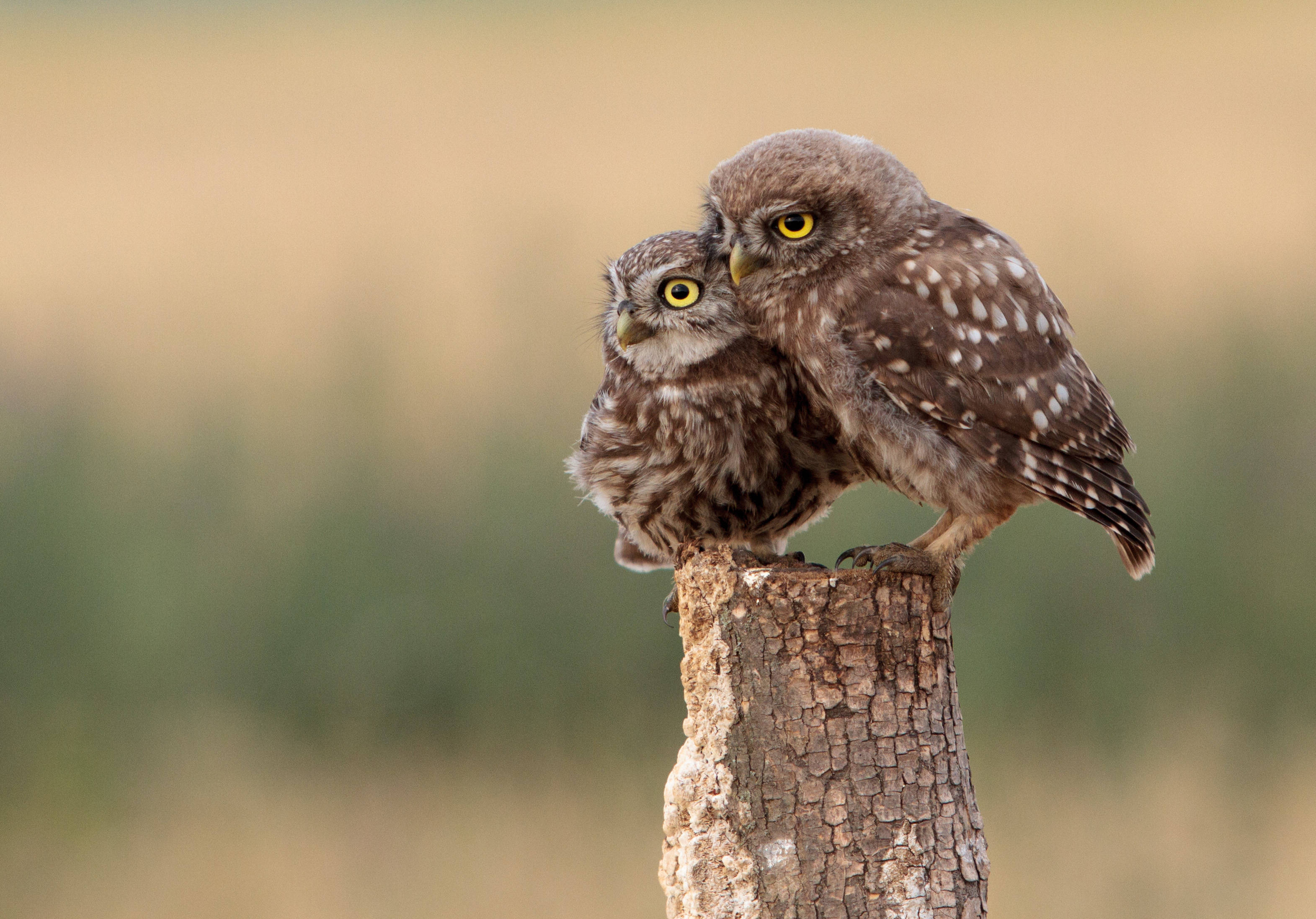 little owls, owl chicks, weathered tree stump, 2K Desktop Wallpaper