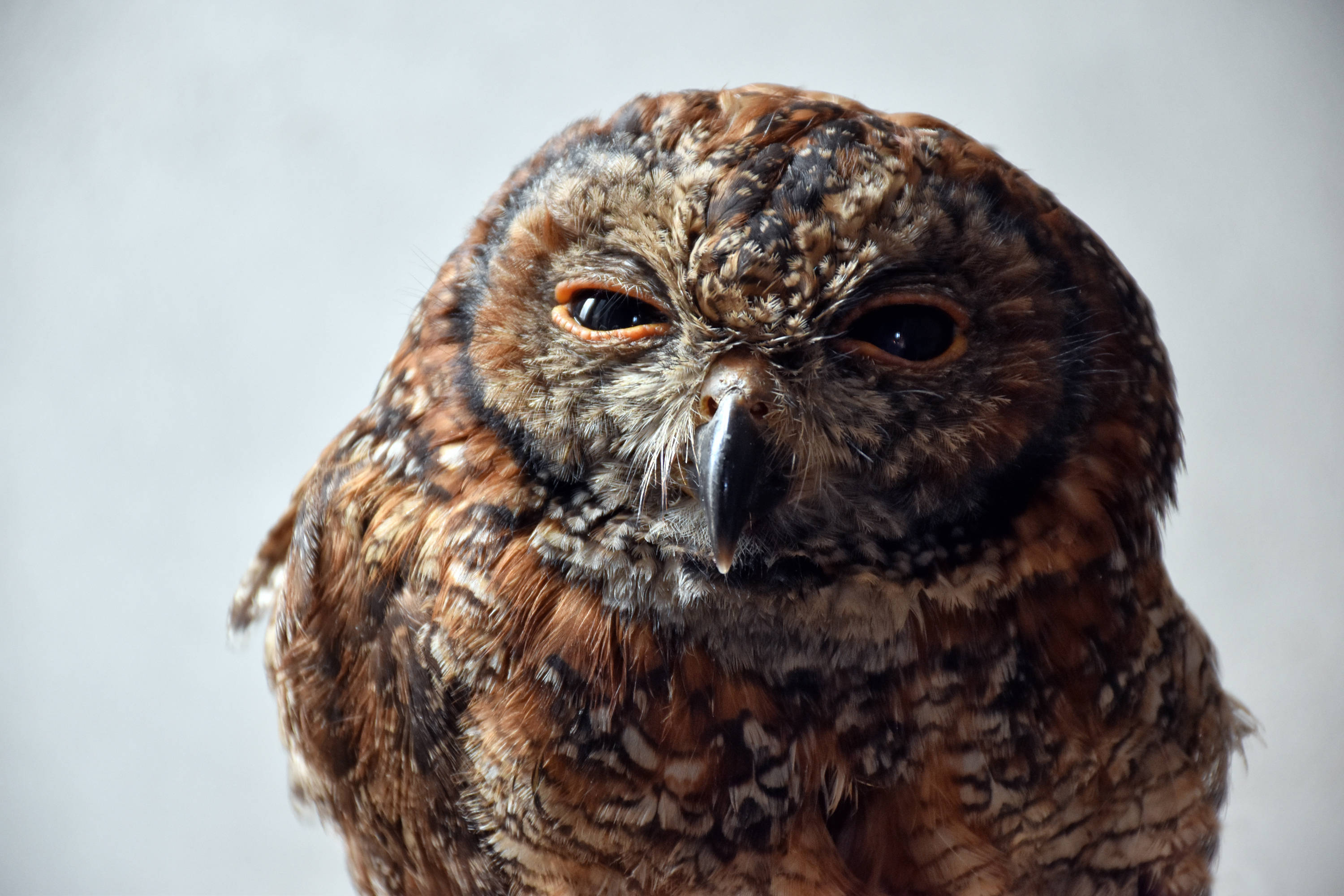 brown owl, intense eyes, detailed feather texture, 2K Desktop Wallpaper