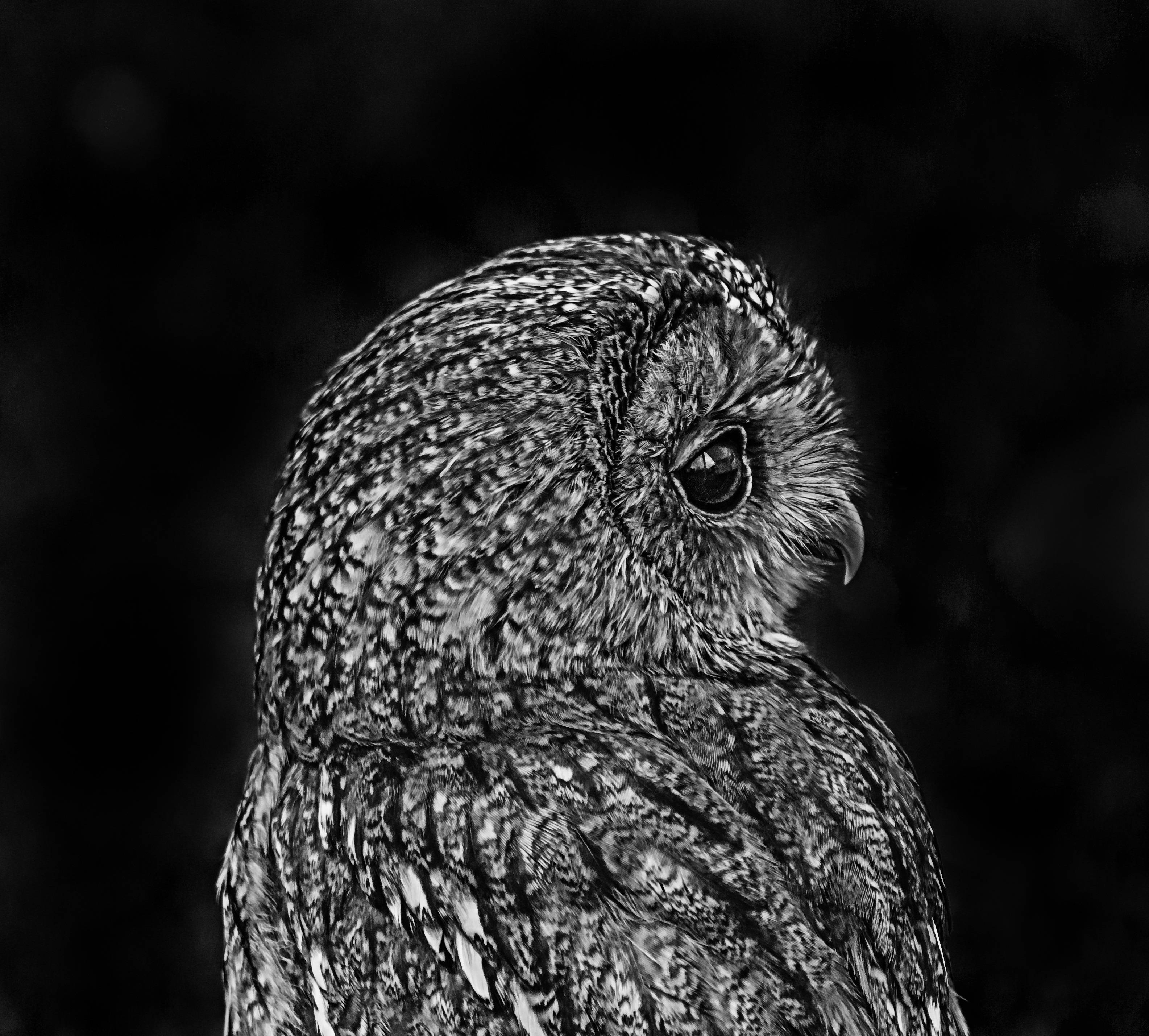 black and white owl, owl, close-up, 2K Desktop Wallpaper
