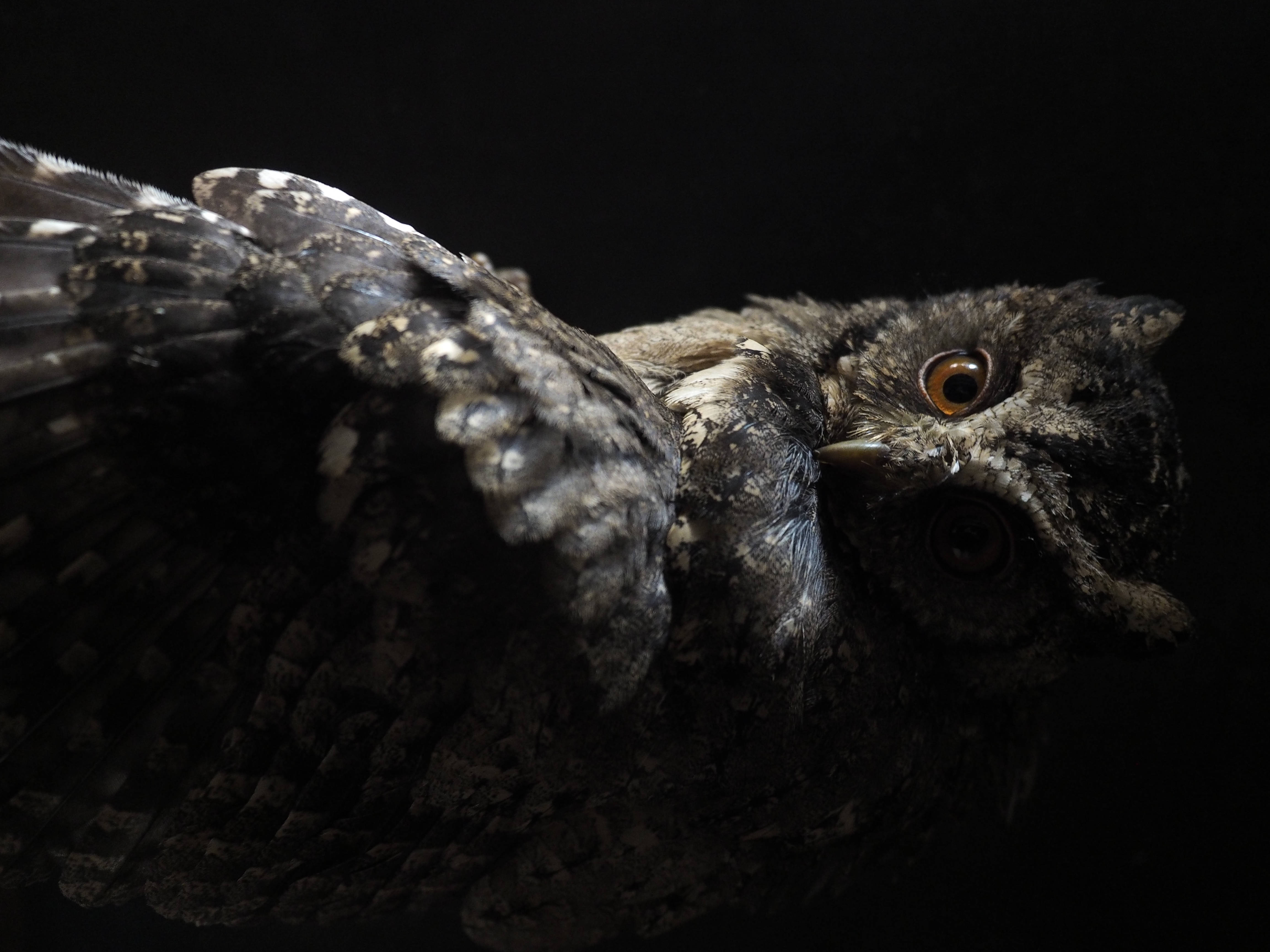 owl, mottled gray feathers, piercing orange eyes, 4K Desktop Wallpaper
