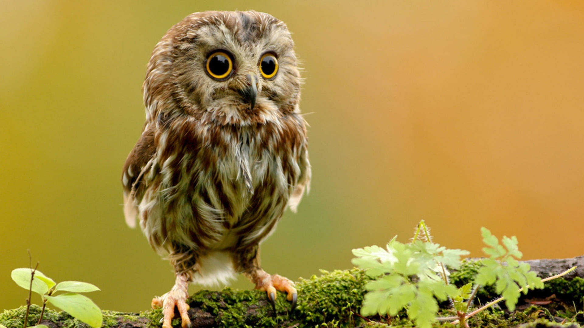 wise owl, mossy branch, soft green foliage, Full HD Desktop Wallpaper