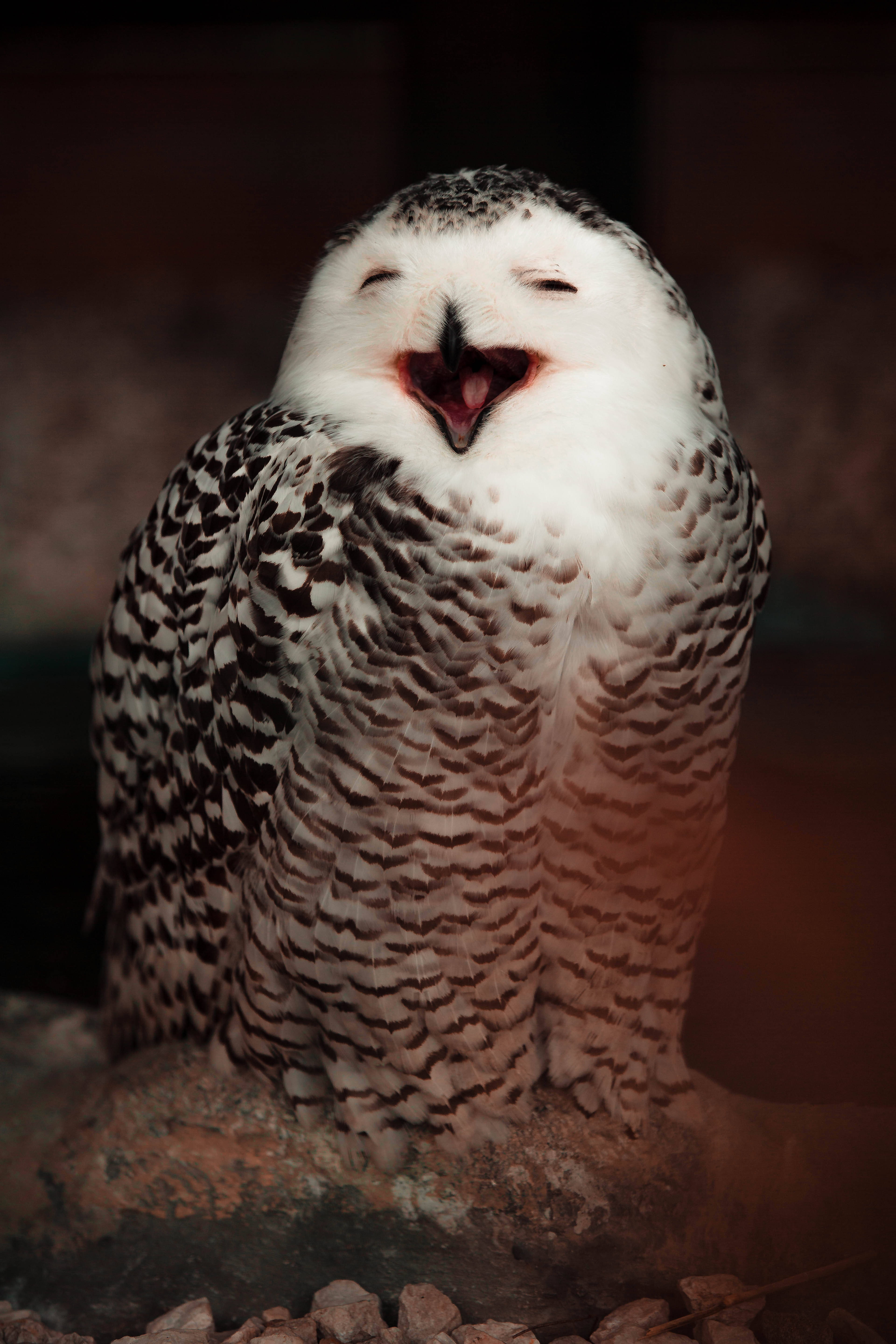 snowy owl, white and black feathers, rock, 5K Phone Wallpaper