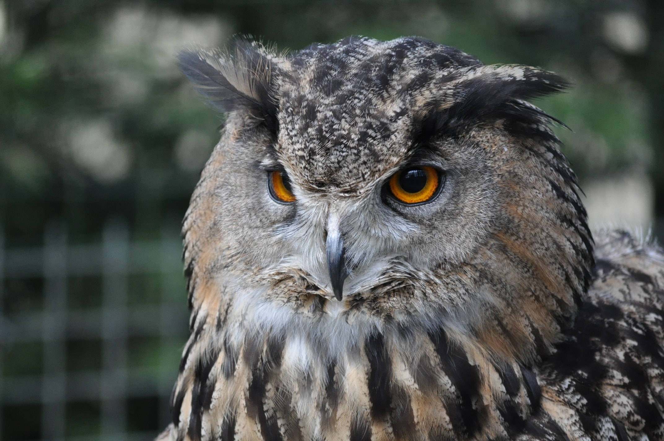 endemic owl, piercing orange eyes, detailed feather patterns, Full HD Desktop Wallpaper