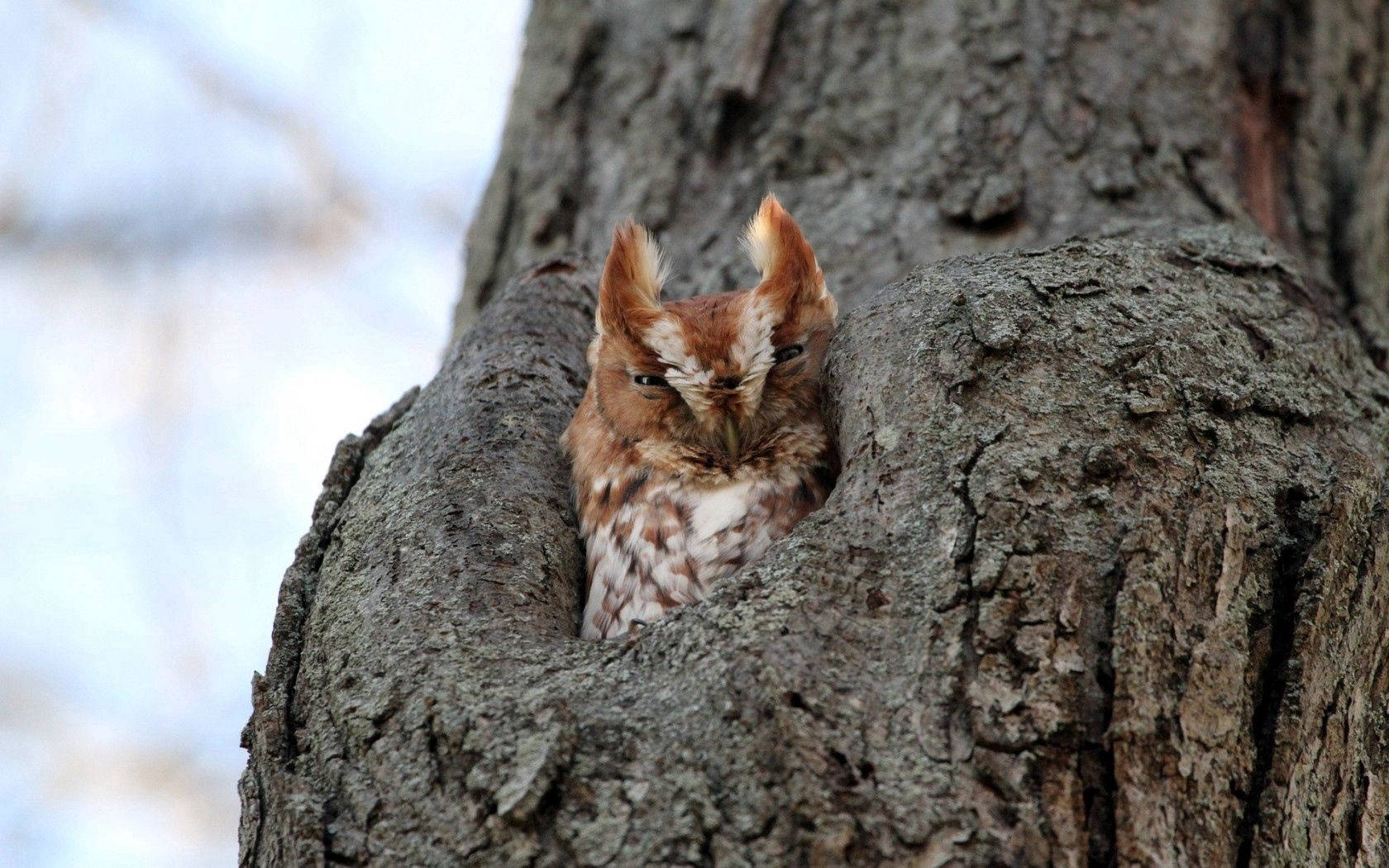 owl, tree hole, rugged tree trunk, HD Desktop Wallpaper