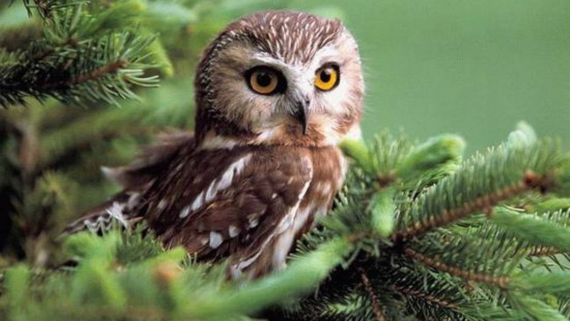 baby owl, pines, vibrant green pine needles, Full HD Desktop Wallpaper