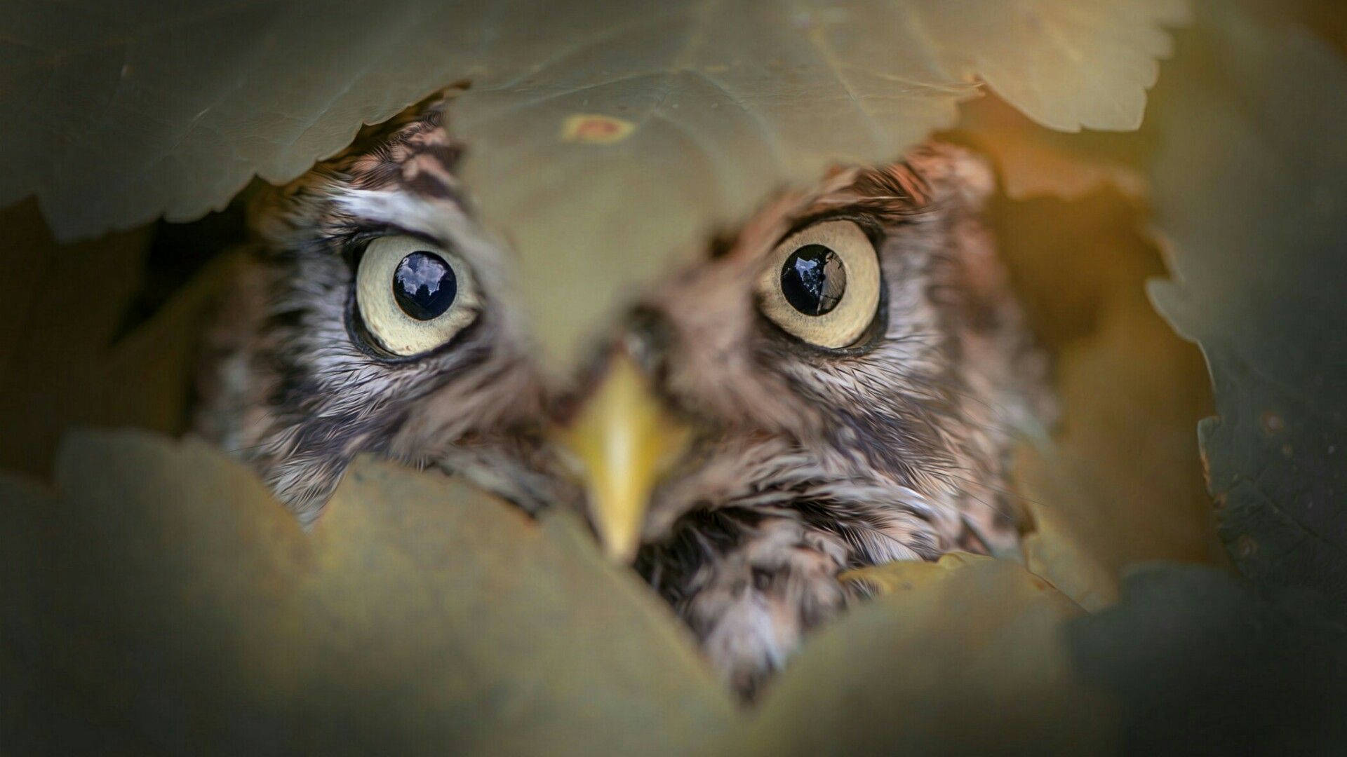 peeping owl, leaves, young owl, Full HD Desktop Wallpaper