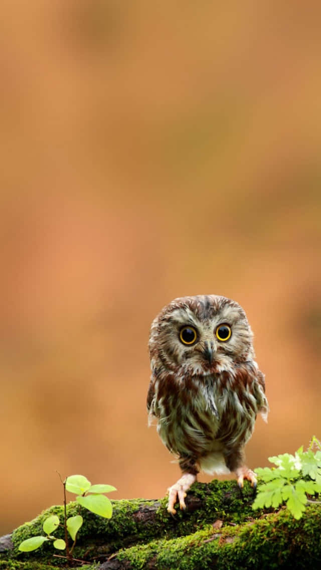 owl phone, baby owl, mossy log, SD Phone Wallpaper