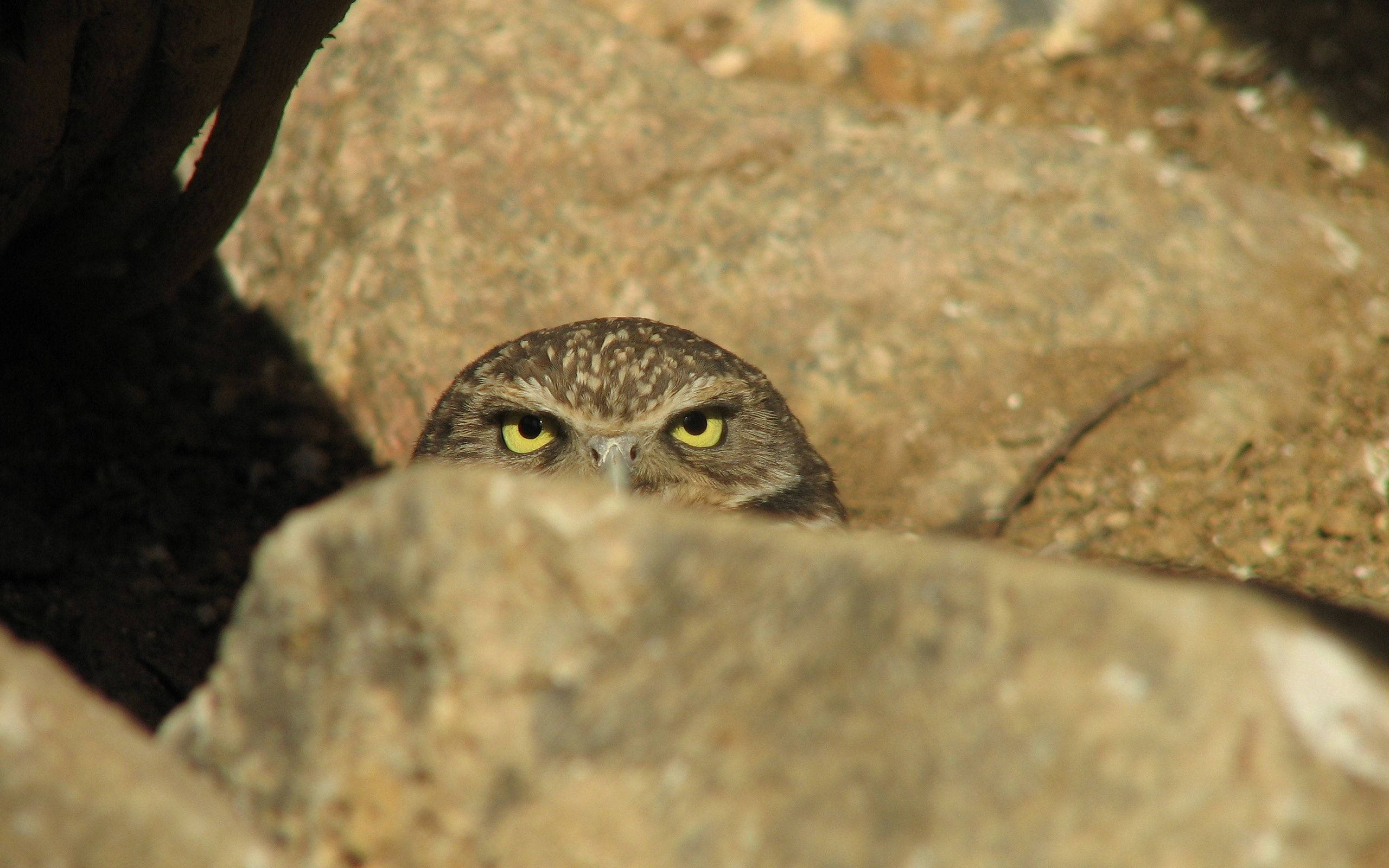 burrowing owl, sunlit rocks, bright yellow eyes, 2K Desktop Wallpaper