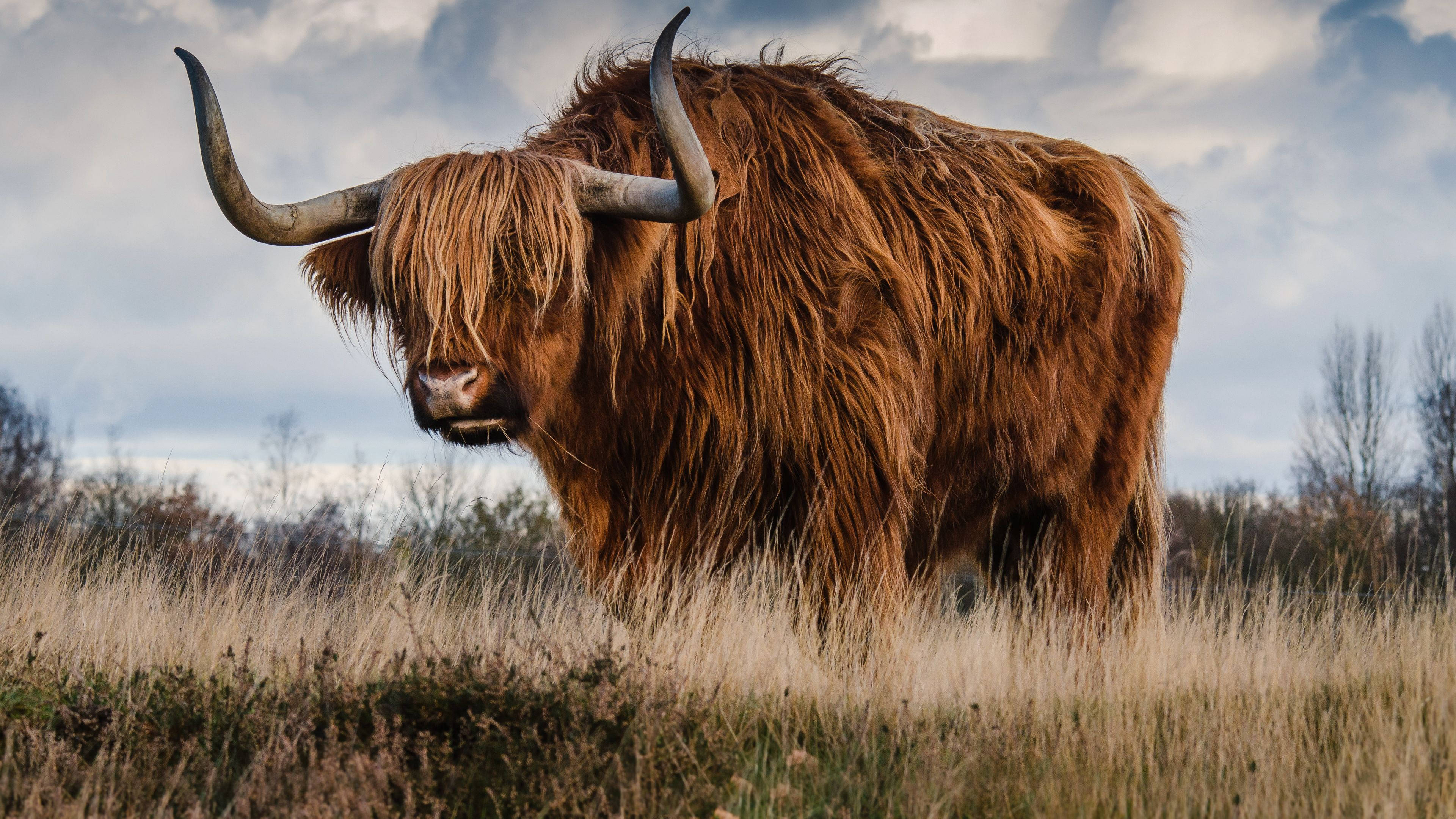 Highland cow, shaggy brown fur, curved horns, 4K Desktop Wallpaper