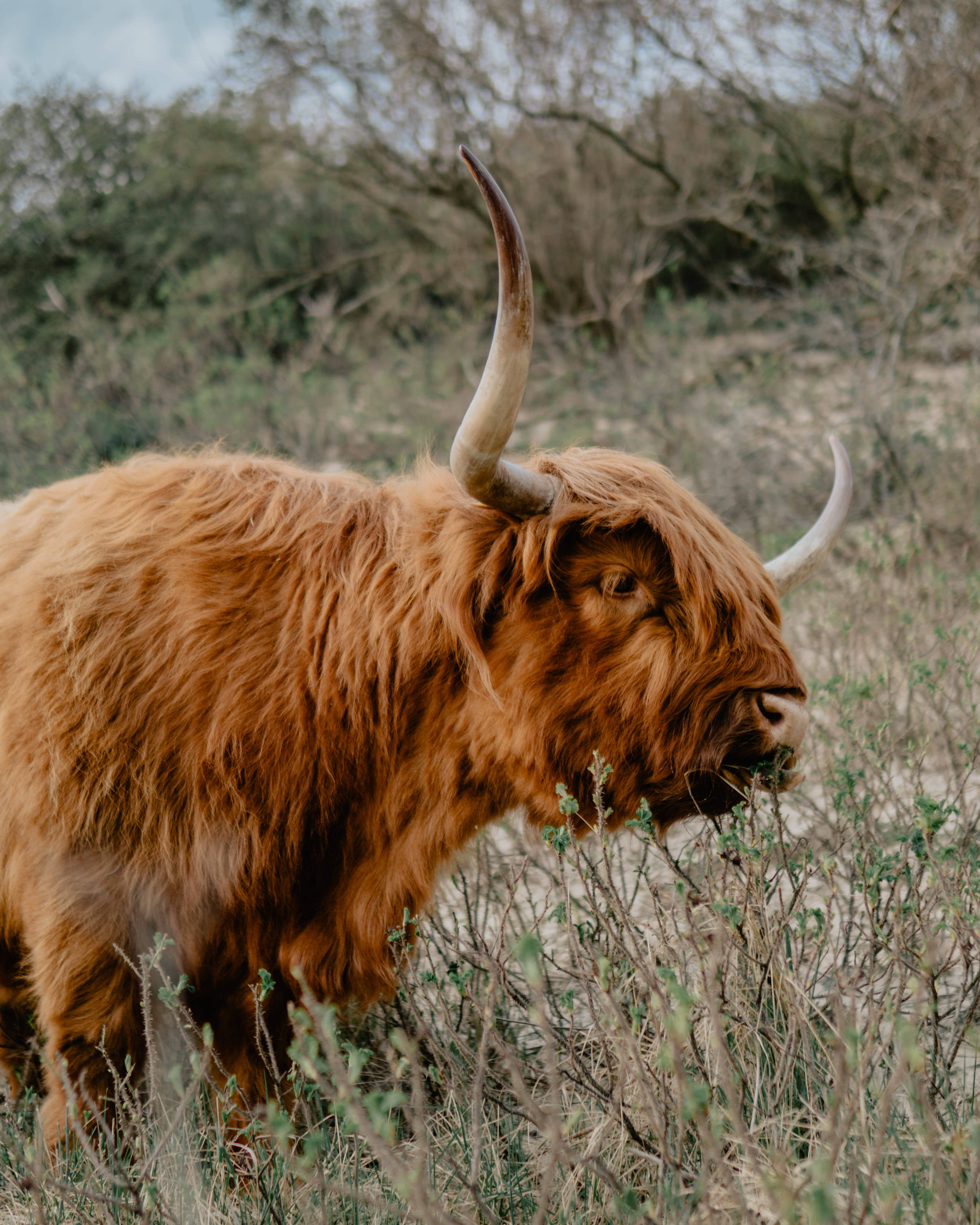 Highland cow, long shaggy brown fur, curved horns, 4K Phone Wallpaper