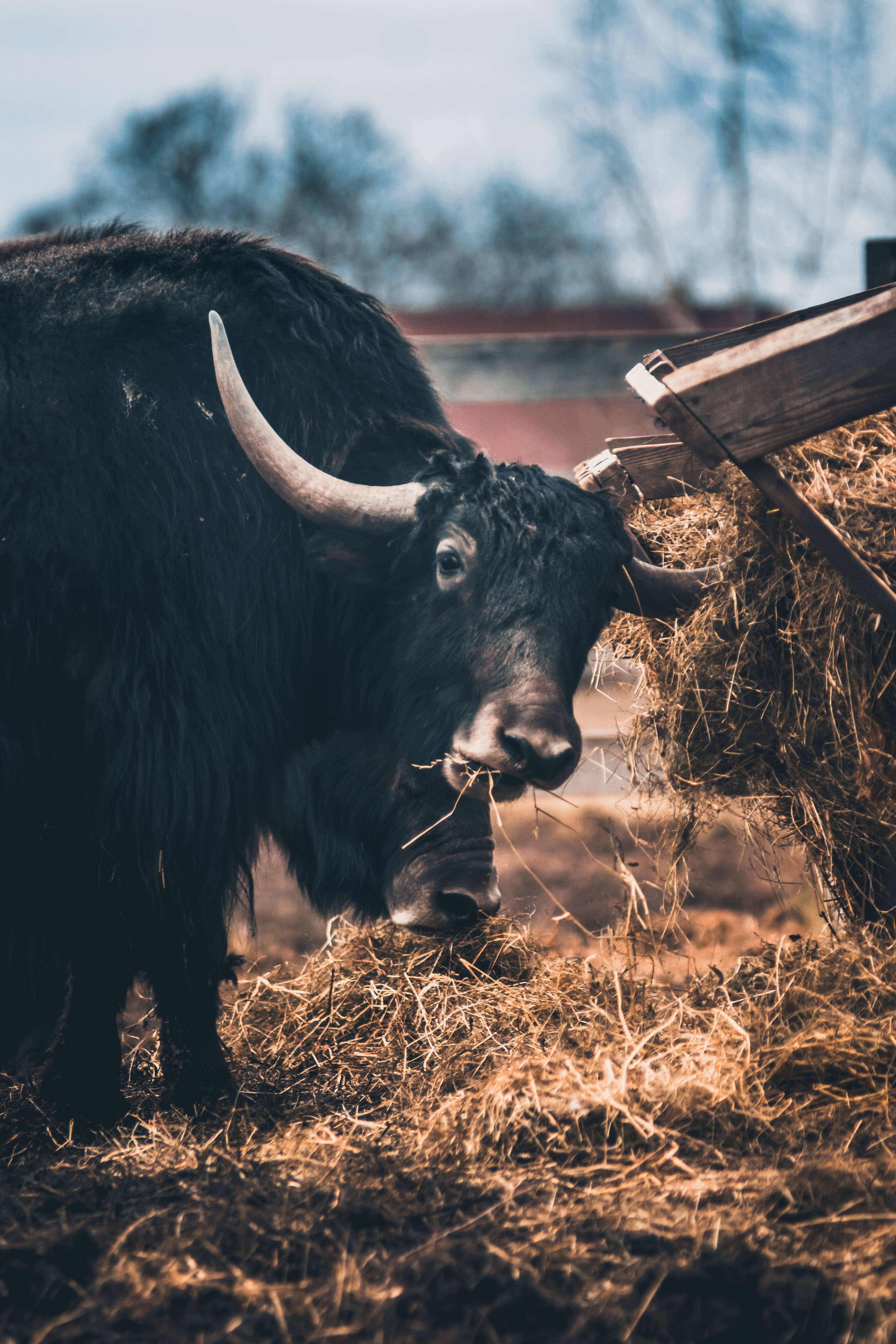ox, black, curved horns, 5K Phone Wallpaper
