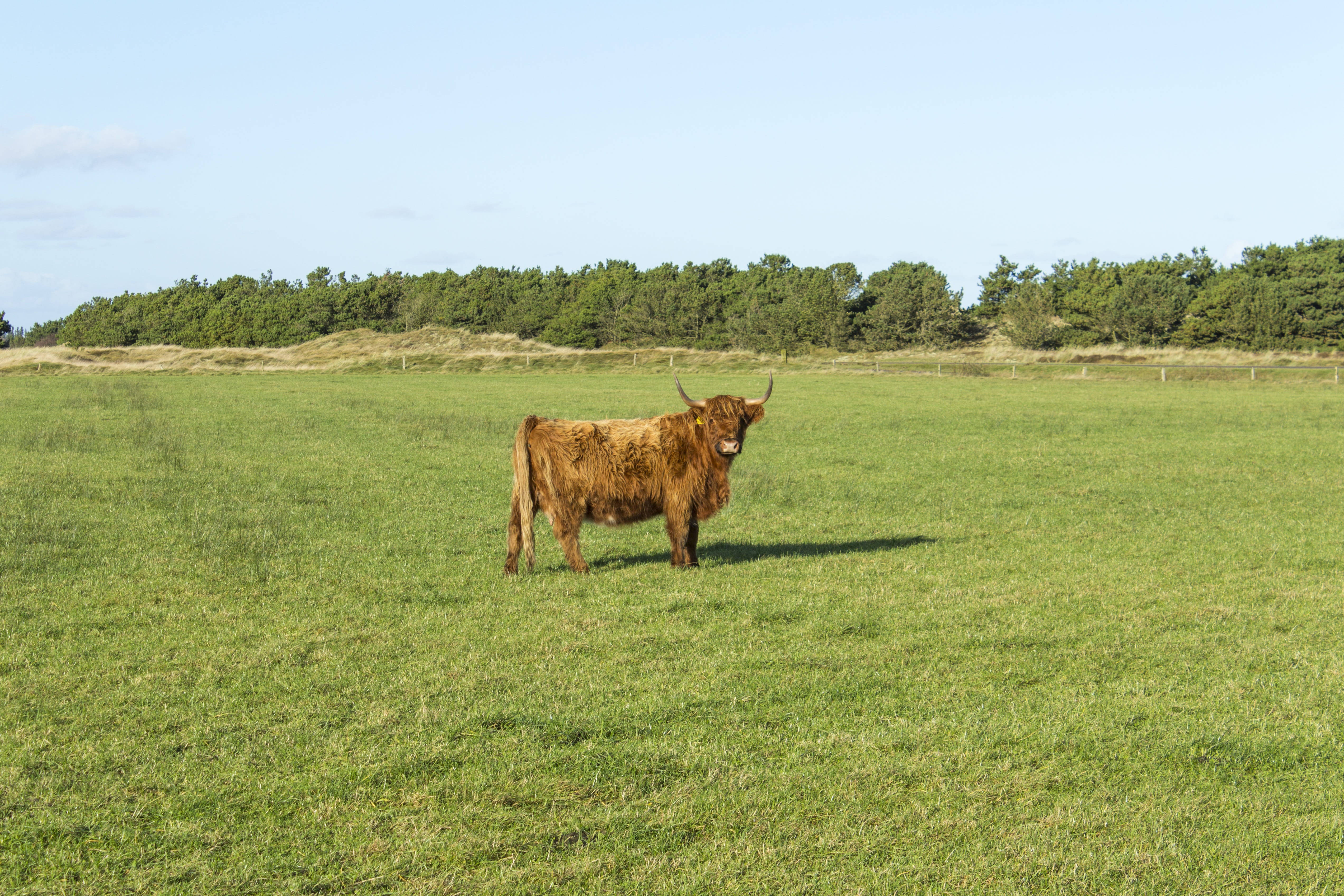 Highland cow, shaggy brown fur, vast green pasture, 4K Desktop Wallpaper