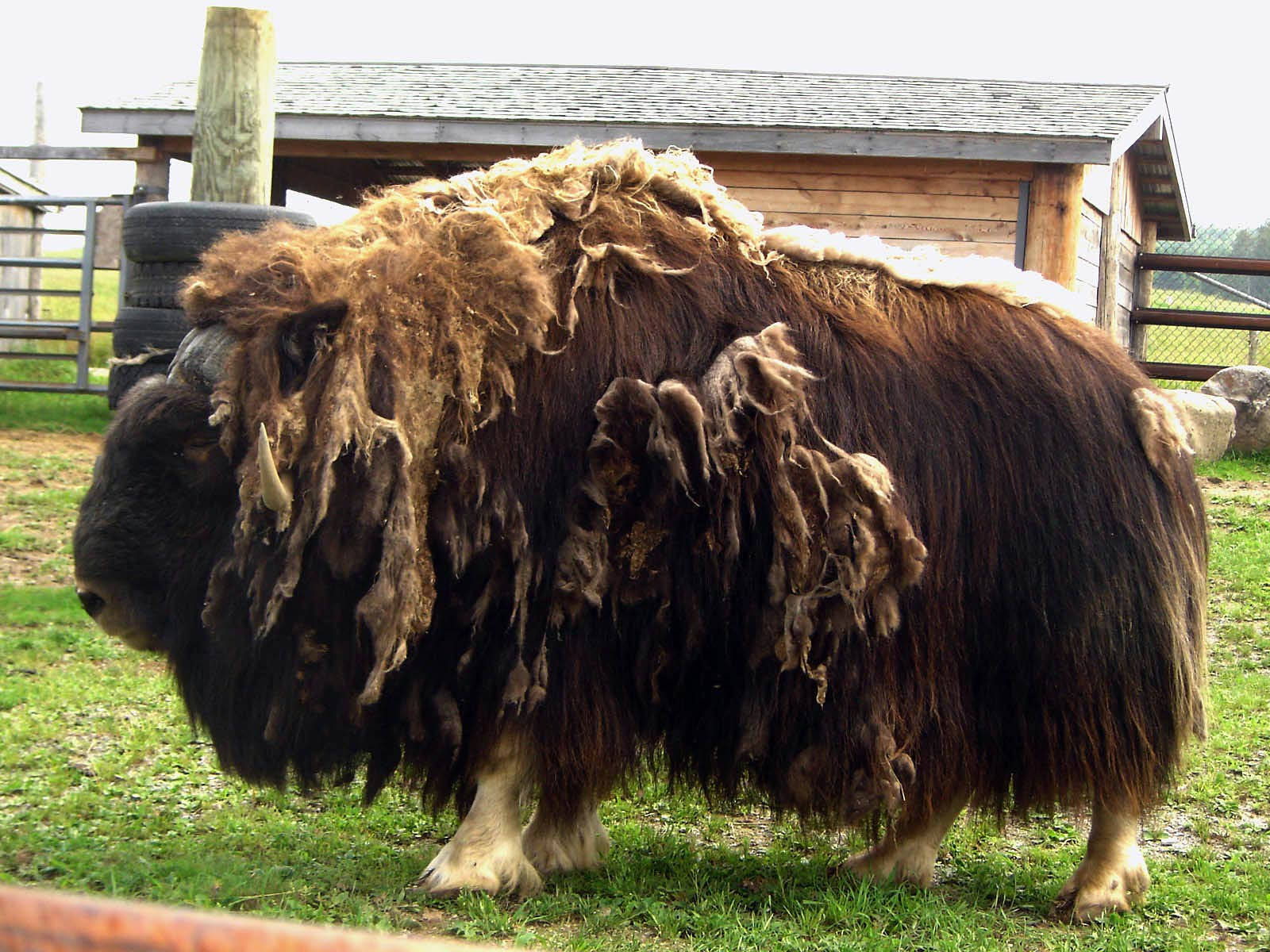 matted musk ox, grassy enclosure, wooden barn, HD Desktop Wallpaper